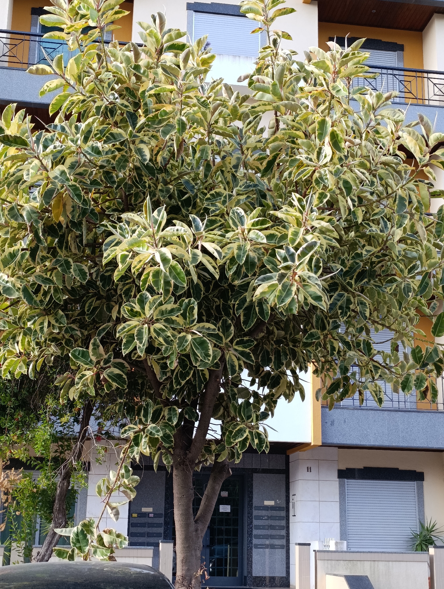 A variegated ficus tree with large, glossy, leathery leaves, featuring irregular patches of dark green, light green, and cream, stands prominently in front of a modern, multi-story building. The building has a textured facade with sections of light gray stone, yellow accents, and dark gray trim around windows and doors. A dark metal railing is visible on a balcony. The lower part of the building shows a gray granite entrance with a row of mailboxes. A gray roller shutter covers a window on the right side of the building, and a small green plant grows nearby. The tree's thick trunk and branches are partially visible through the dense foliage. A dark-colored car is partially visible in the foreground, obscuring the bottom of the scene. The overall impression is one of urban greenery against a contemporary architectural backdrop.