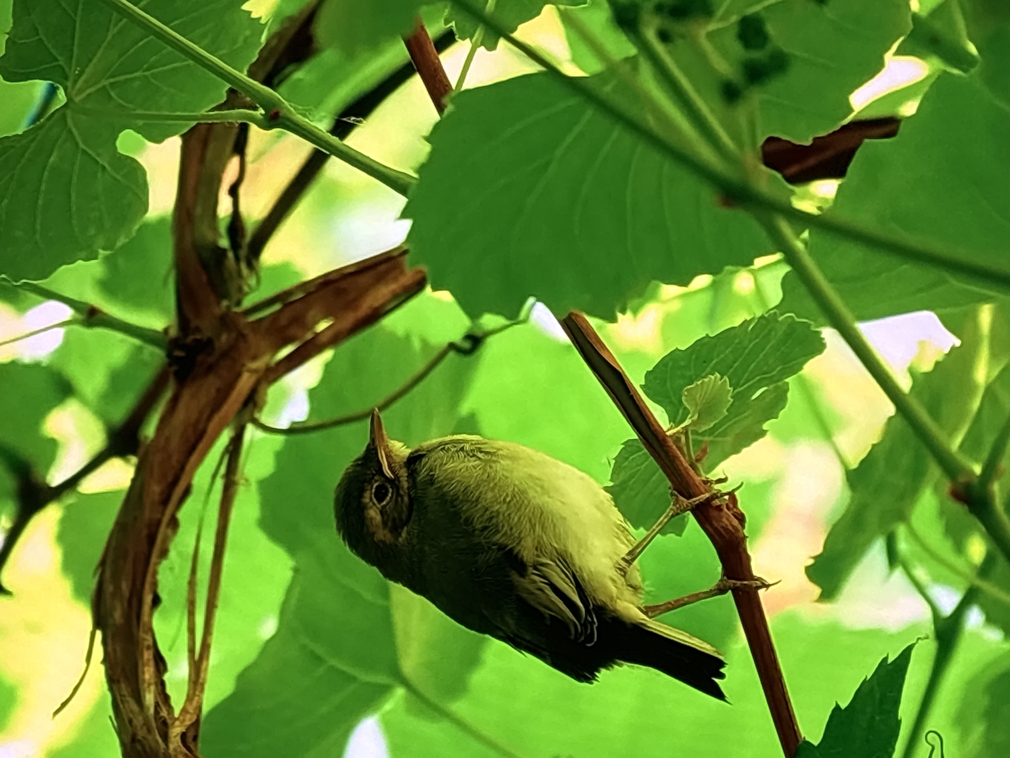 A small, light-colored bird with dark markings on its head and back is perched on a thin, brown branch amidst lush green foliage. The bird is facing to the right, with its beak slightly open. The background is a blur of green and yellow, suggesting an outdoor setting with sunlight filtering through the leaves. The scene is captured in a close-up shot, highlighting the texture of the bird's feathers and the details of the surrounding vegetation.