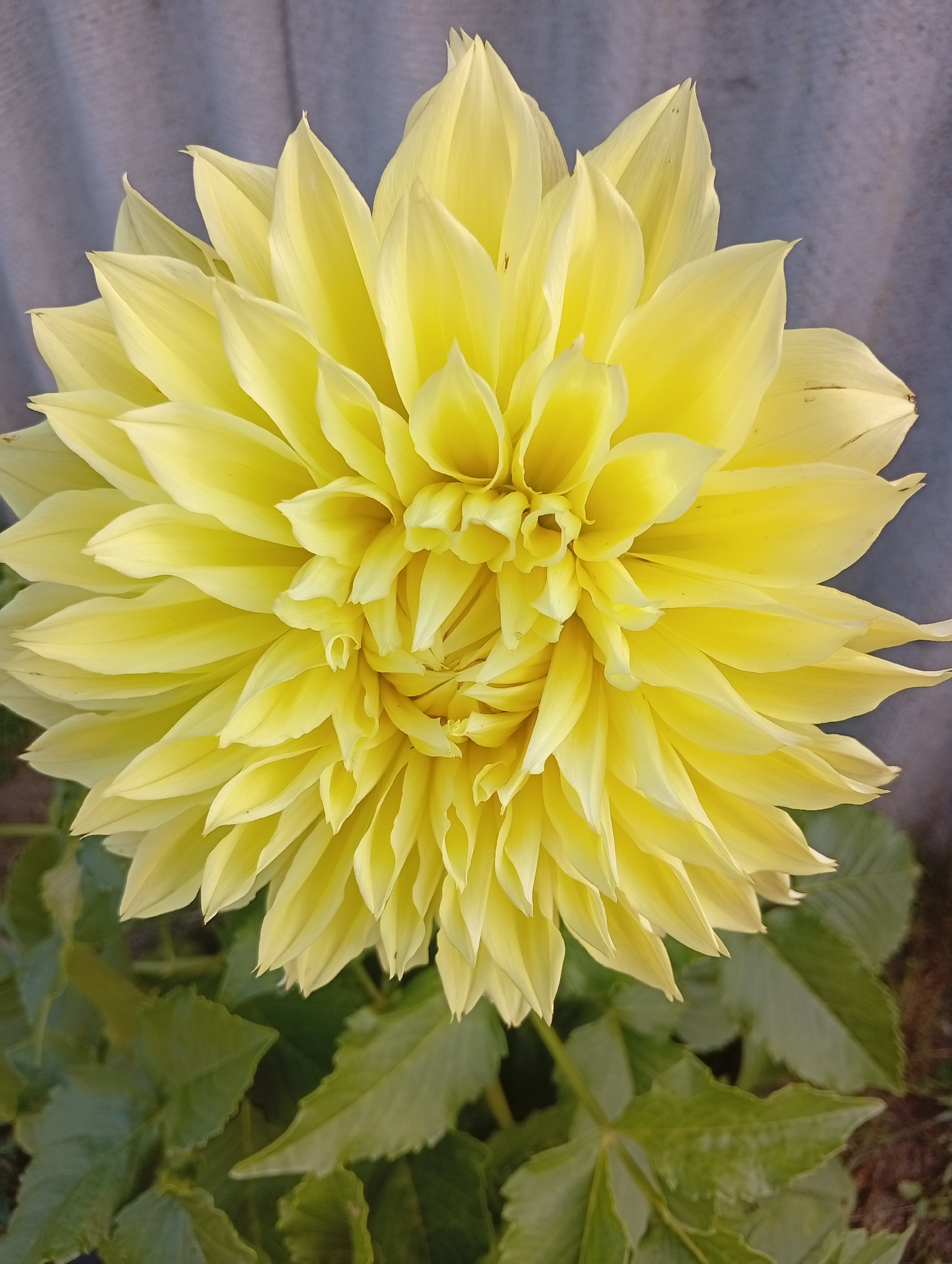 A close-up, vertical, eye-level shot focuses on a vibrant yellow dahlia flower. The flower is large and full, with numerous tightly packed petals that radiate outward. The petals are a bright, cheerful yellow, with slight variations in shade and subtle shadows that create depth and dimension. Some petals are pointed, while others have a softer, rounded tip. The center of the flower is a dense swirl of smaller, more tightly curled petals.
Below the bloom, lush green leaves are visible, providing a contrast to the bright yellow of the petals. The leaves are broad and serrated, with a slightly textured surface. They appear healthy and vibrant.
In the background, a softly blurred, greyish-blue textured surface is present. This surface is out of focus, drawing all attention to the detailed beauty of the dahlia. The lighting appears to be natural, illuminating the flower from above and highlighting its intricate structure. The image captures a moment of natural beauty, showcasing the delicate details of the flower's form and color.