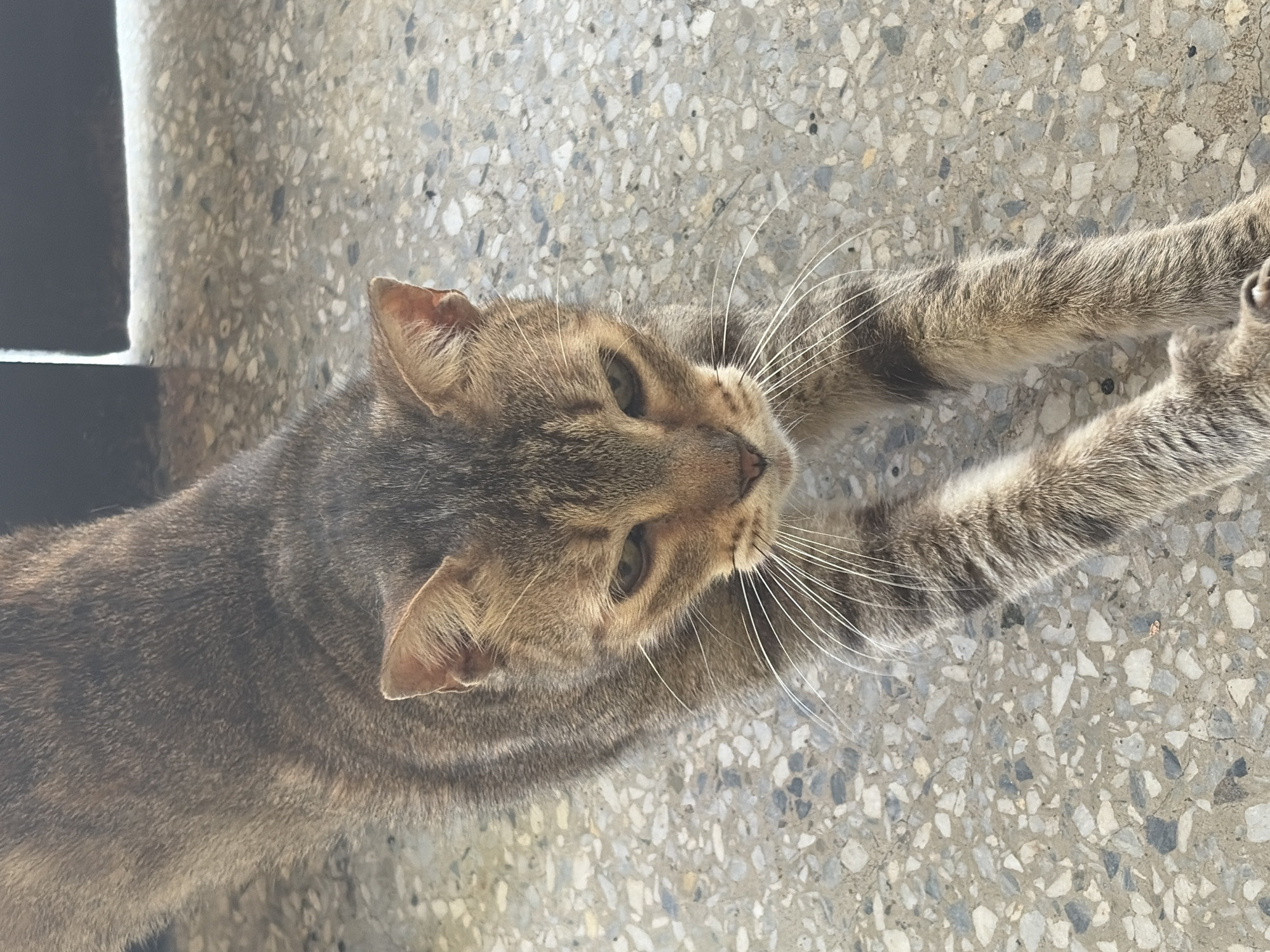 A tabby cat stretches on a concrete floor with a terrazzo pattern. The cat is facing upwards, with its forelegs extended. The background is out of focus. The location is unknown but alleged to be in Ciudad Guayana, Venezuela. No people are visible.
