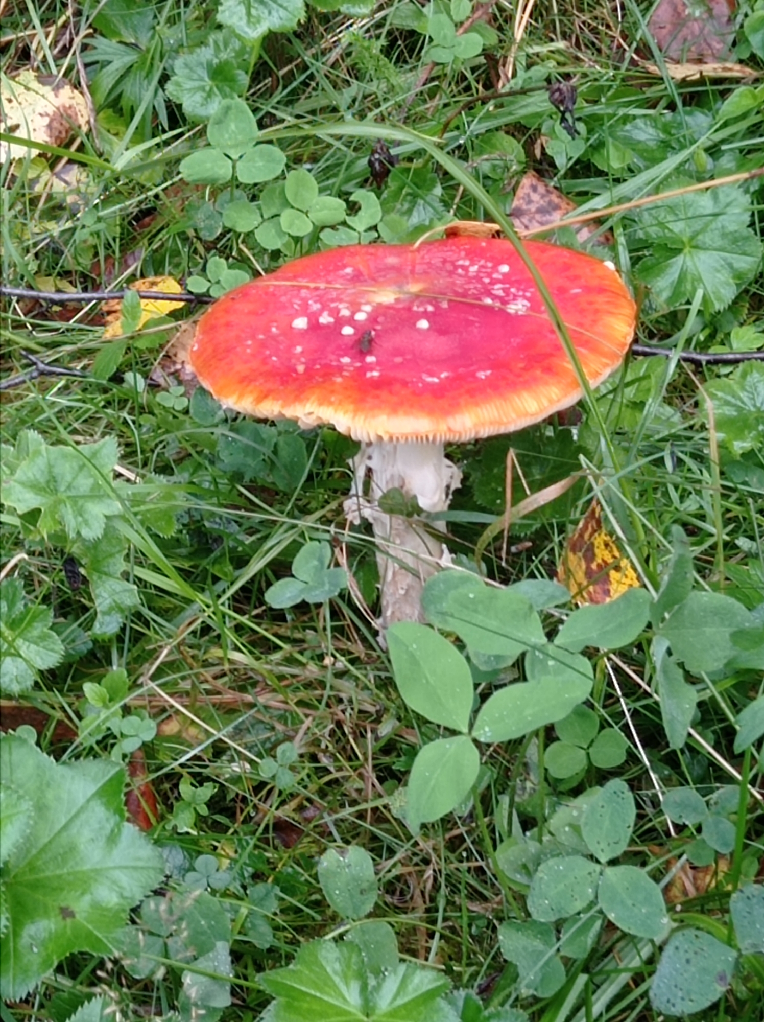 A single fly agaric mushroom, with a bright red cap speckled with white, is centered in a grassy area. The mushroom has a white stem and gills. It is surrounded by green clover leaves and blades of grass. Some fallen leaves, one yellow and another with brown and yellow splotches, are visible on the ground. A few small black objects, possibly insects or debris, are scattered in the grass. The scene appears to be in a natural outdoor setting, with no indication of a city or urban environment. The location of Degtyarsk, Russia is not evident in this image.