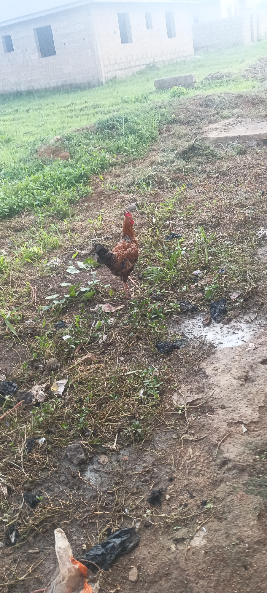 This image, captured in Bukuru, Nigeria, displays an outdoor, unkempt area featuring a rooster and a partially constructed building under an overcast sky.
In the mid-ground, a domestic rooster stands upright, facing left but with its head turned towards the camera. The rooster exhibits a variegated plumage of brown, black, and reddish tones, with a prominent red comb and wattles. The ground beneath the rooster and extending into the foreground and mid-ground is a mix of bare dark soil, patches of light green grass, and areas of dry, straw-like vegetation. Several small puddles of water or mud are visible, particularly to the right of the rooster. Scattered debris is present across the ground, including pieces of white and brown paper, multiple small black plastic bags, and a larger, crumpled translucent plastic bag with orange accents in the immediate foreground, bottom left.
In the background, a light-colored, single-story building is visible. Constructed from what appears to be concrete blocks, it features multiple empty, rectangular openings suggesting unfinished windows or doorways, indicating a state of partial construction. Beyond the building, additional green vegetation can be observed. The sky above is light and hazy, characteristic of an overcast day. No human figures are present in the scene.