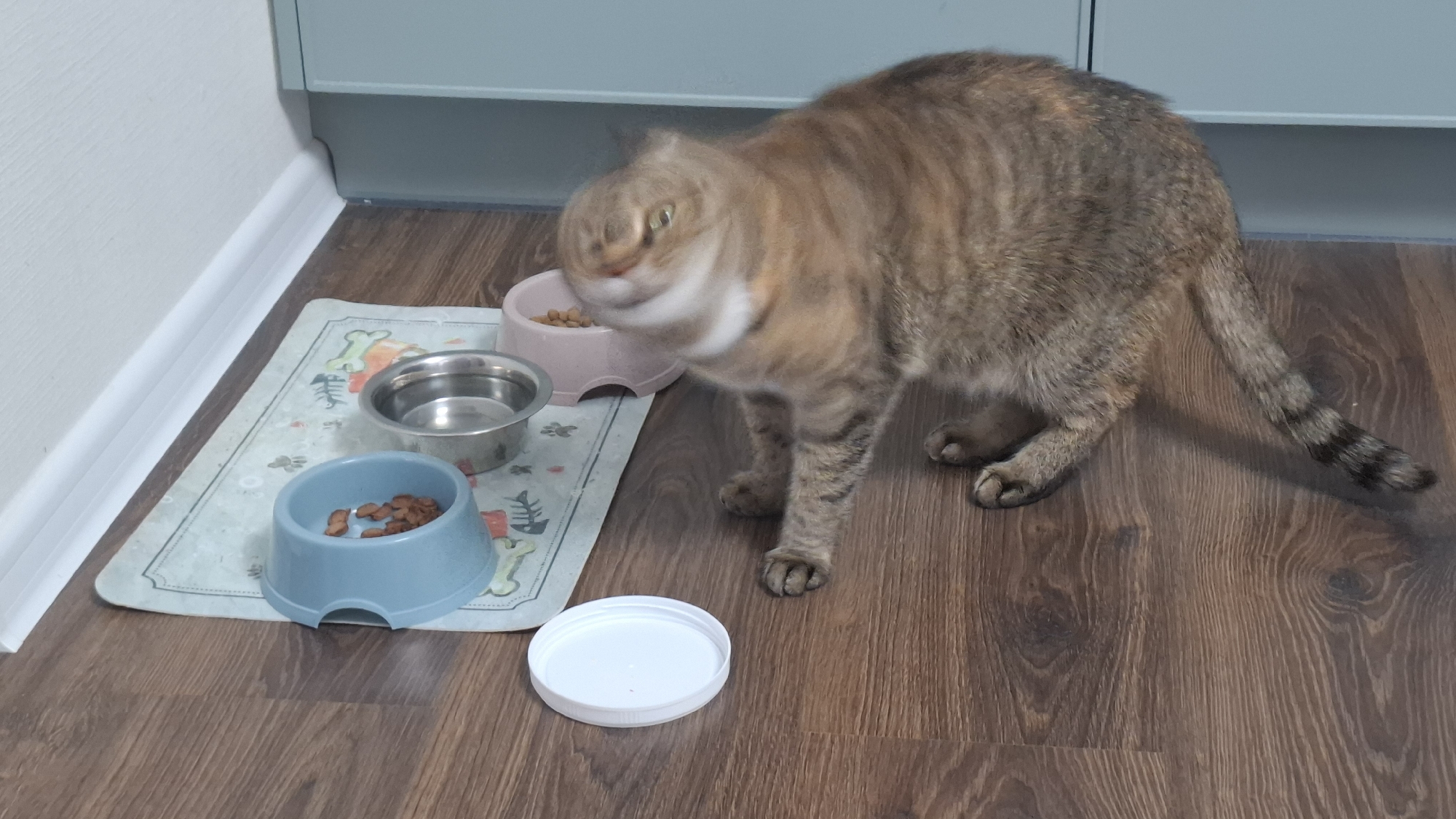 A blurry, light brown and gray tabby cat stands near its feeding station on a wooden floor. The cat's head is blurred as if it is shaking. The feeding station includes a blue bowl with a few dry cat food kibbles, a metal bowl filled with water, and a pink bowl containing dry food. A light blue mat with bone and paw print designs is under the bowls. A white plastic lid lies to the right of the blue bowl. Behind the cat and the feeding station is a white wall and a light blue cabinet. The location is Saint Petersburg, Russia.