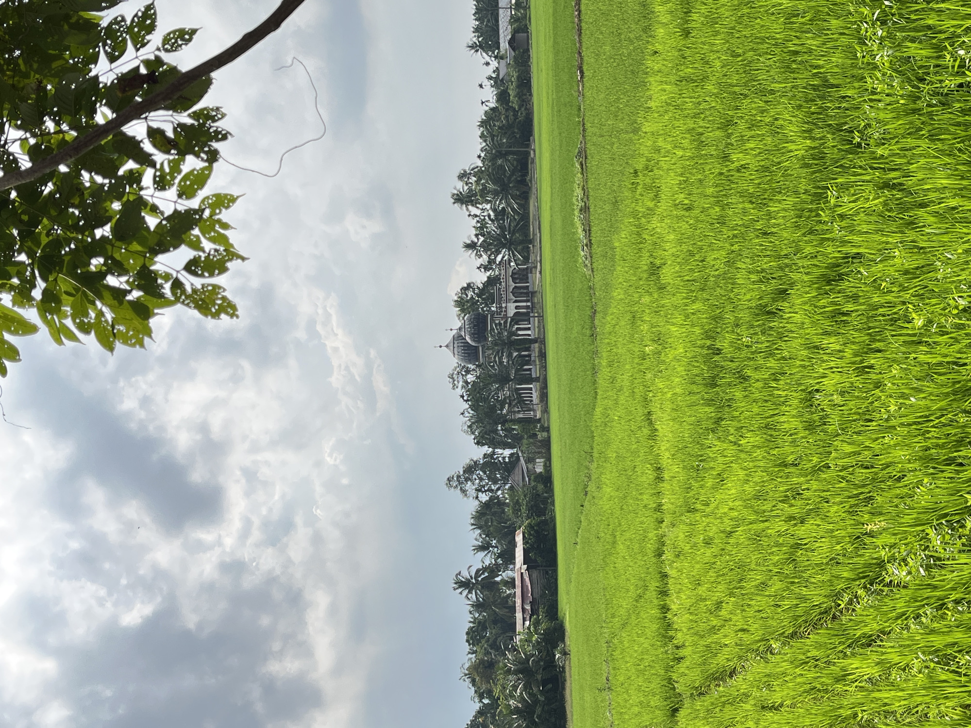 The image depicts a vibrant green rice paddy field stretching towards the horizon. In the middle ground, a mosque with multiple domes is visible, surrounded by lush green trees and some residential structures. The sky is overcast with dramatic clouds. A tree branch with green leaves hangs into the frame from the top right corner. The scene is situated in the city of Puloblang, Indonesia.