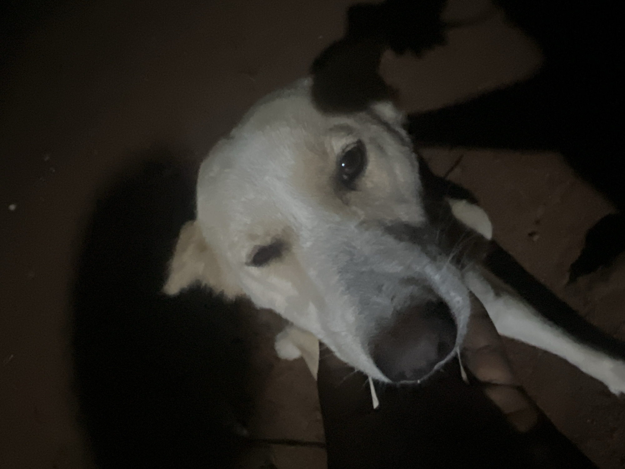 A medium shot captures a close-up of a light-colored dog's face, looking towards the camera. The dog's fur is white with some darker markings around its eyes. Its left ear is visible and partially folded. The dog is being held by a hand that is partially visible in the lower left corner of the frame. The background is dark and out of focus, appearing to be a shaded outdoor area. Shadows from the dog and its handler are cast on the ground, which appears to be a dark, textured surface. The scene is dimly lit, suggesting it might be evening or night. The image does not contain enough information to ascertain a specific location within Nkpor, Nigeria.