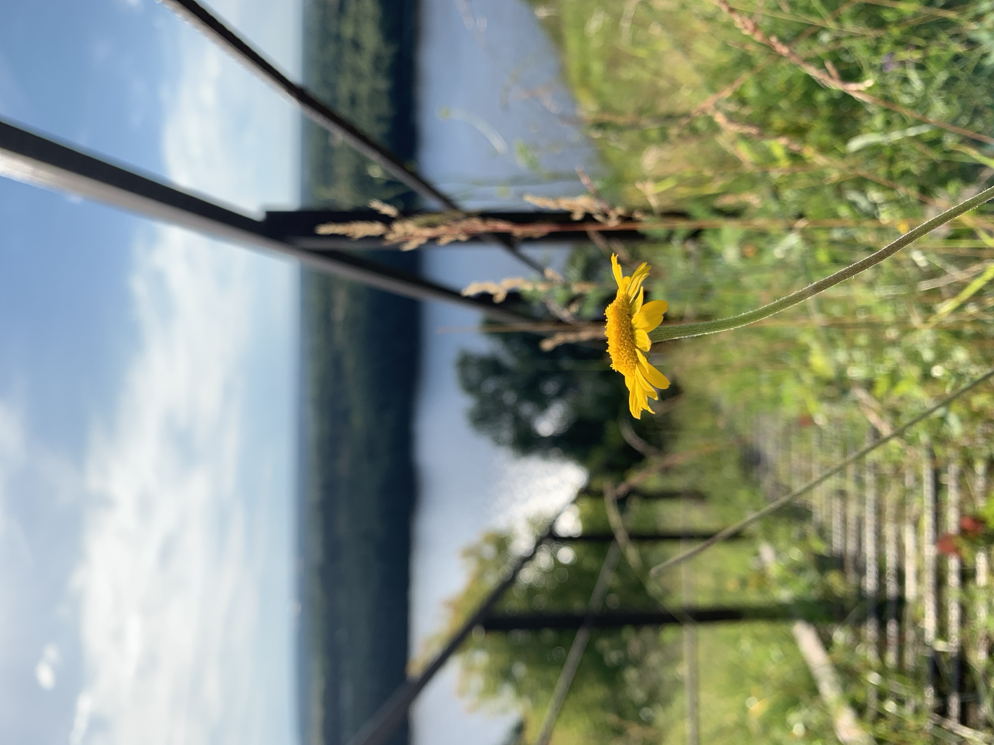 This media file shows a close-up of a yellow flower with its petals gently unfurled, set against a blurred background. The flower is the primary subject, with its delicate structure and vibrant color being the focal point.
The background depicts a landscape scene with a body of water, likely a river, on the left, and lush green vegetation on the right. Vertical dark lines, possibly part of a fence or railing, divide the scene. The lighting suggests it is daytime, with sunlight illuminating the flower and the surrounding greenery. The overall mood is serene and natural.
The context provided places this scene in Pavlovo, Russia. However, there are no specific architectural or geographical features in the image that would allow for a precise identification of the location beyond the general context of a natural landscape with a river. There is no text visible in the image. The focus is on the natural beauty of the single yellow flower.