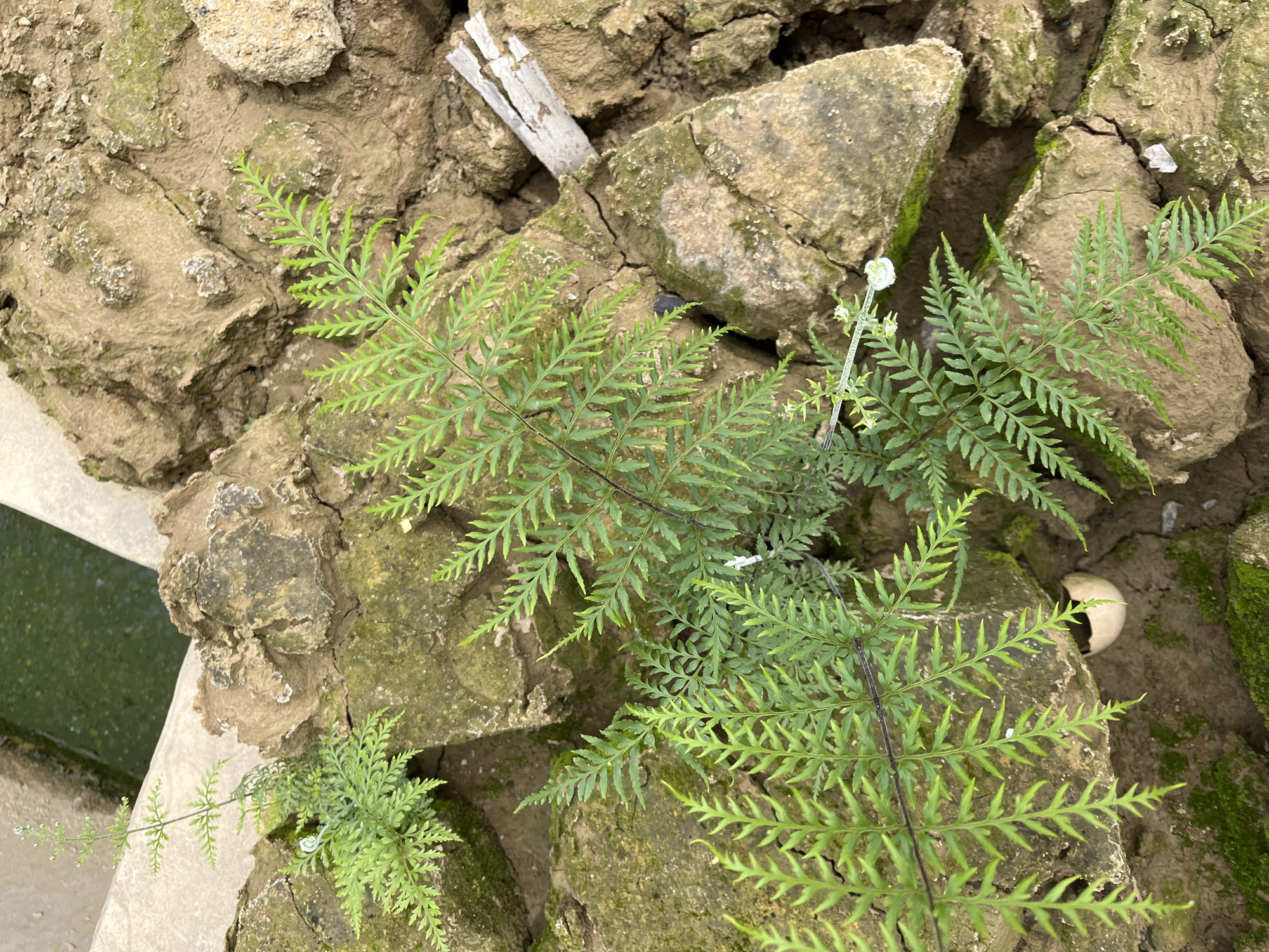 The image shows a close-up view of a small fern plant growing amongst rocks near a body of water. The fern has delicate, feathery fronds. The rocks are rough and uneven, with patches of green moss growing on them. In the background, a greenish liquid is visible, likely water. A small, broken white object, possibly a piece of ceramic or an eggshell, is nestled amongst the rocks. The overall scene suggests a natural, perhaps slightly neglected, outdoor environment. The location is specified as being in the city of Benuaraja, Indonesia.