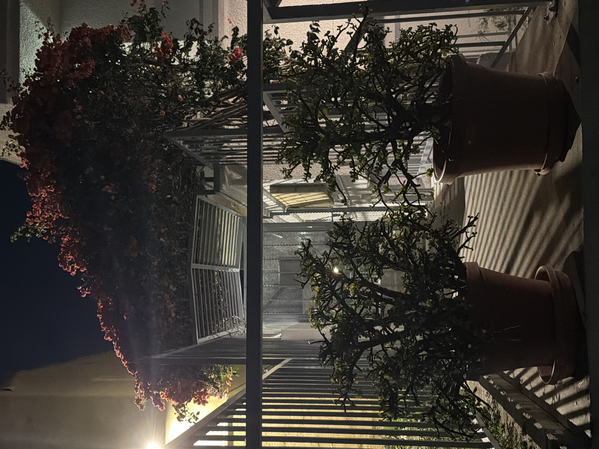 This image captures a nighttime view of a balcony or outdoor stairway with potted plants. Two large terracotta pots, each containing a dark-leaved plant with thin branches, are prominent. The plant on the right is more clearly visible, its branches extending outwards. In the background, there's a dense bush or tree with many small, red-pink flowers, suggesting it might be a bougainvillea. The scene is dimly lit, with a warm light source visible in the lower left, casting shadows on the wall behind the plants. The overall atmosphere is quiet and still, with the darkness of night dominating the scene. The image is a vertical orientation.