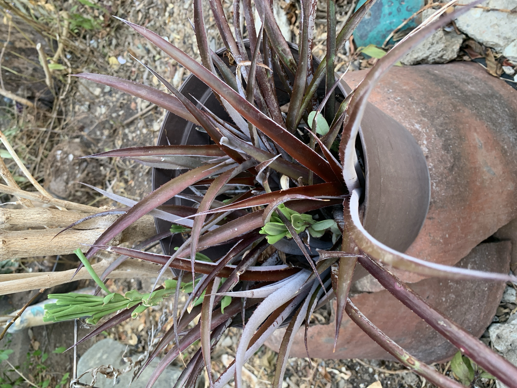 The image shows a potted bromeliad plant. The plant has long, narrow leaves with pointed tips, colored in shades of brown, purple, and white. The plant is potted in a dark-colored plastic container, which is sitting inside a broken clay pot. The surrounding environment includes dry leaves, twigs, and rocks. The location and specific details to confirm that the scene is located in Santa Ana, Venezuela, are absent from this image.
