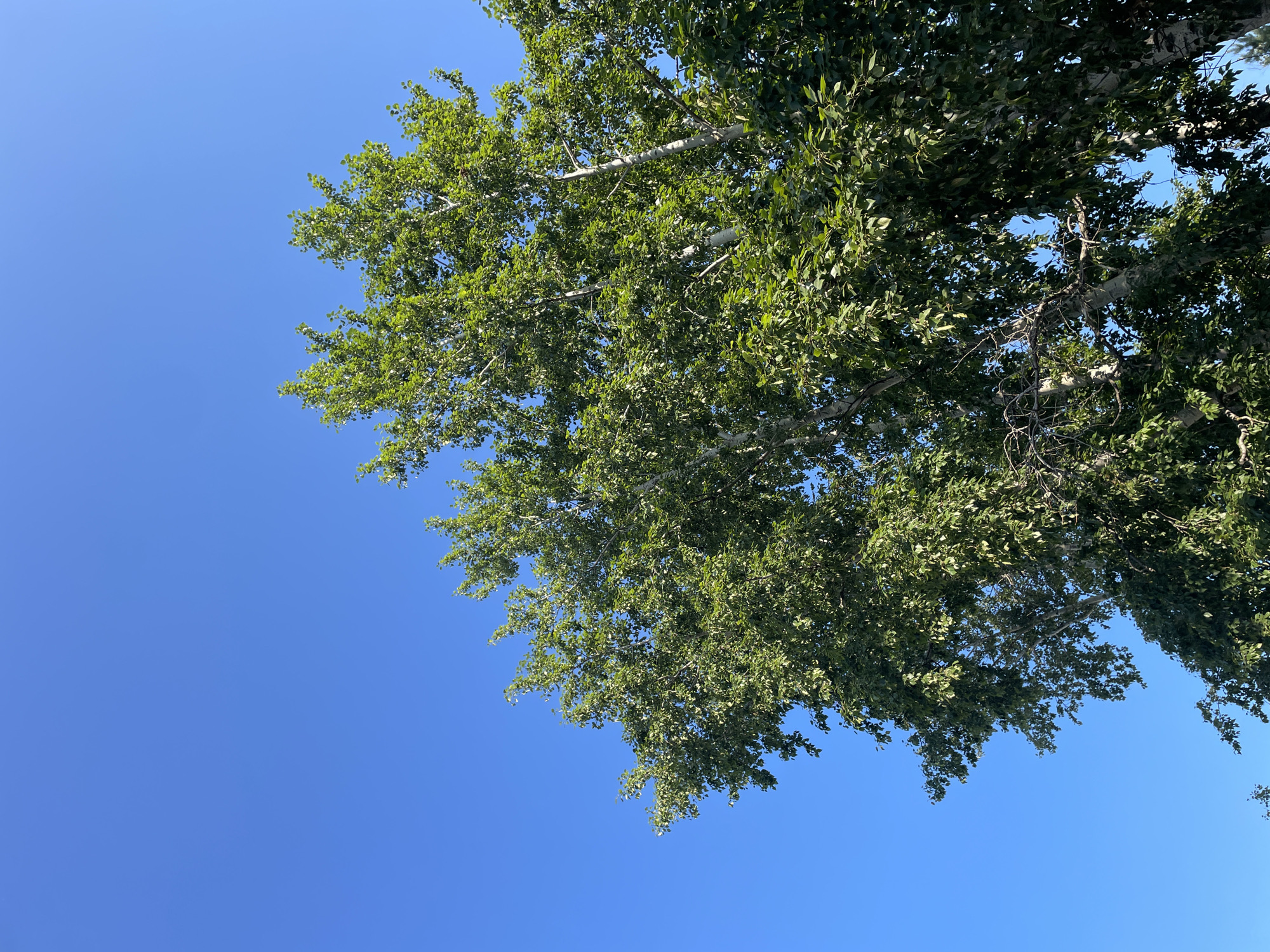 A low-angle shot captures the bright blue sky and the lush green canopy of a deciduous tree. The tree's branches are visible, with sunlight filtering through its leaves, creating a dappled effect. The scene is clear and vibrant, suggesting a sunny day.