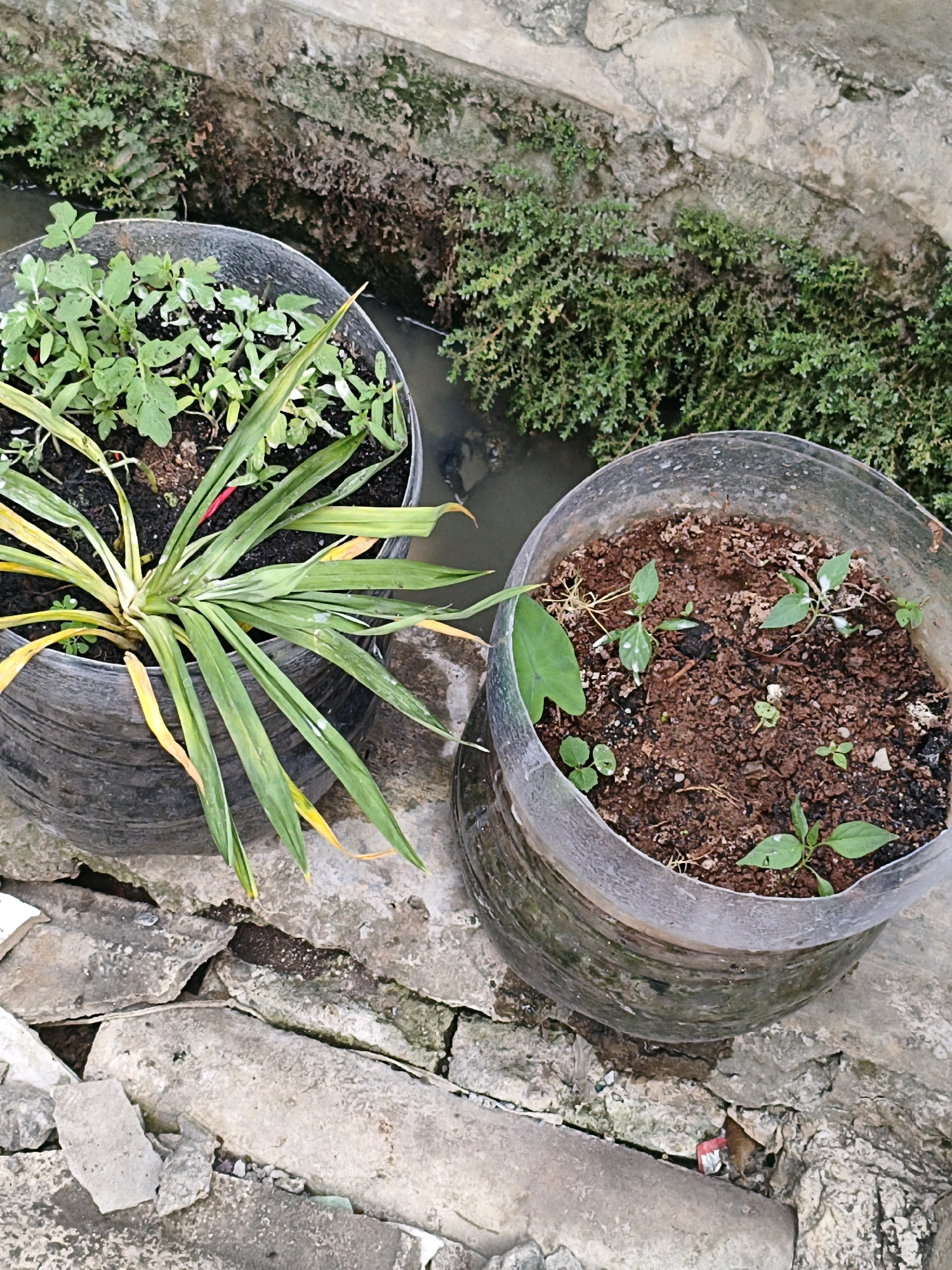 The image displays two repurposed plastic containers serving as planters, situated on a cracked concrete surface. The planter on the left holds a mature, thin-leaved plant with some yellowing foliage, surrounded by smaller green seedlings. The planter on the right contains several young green seedlings with broad leaves emerging from dark soil. Behind the planters, a narrow channel of water is visible, bordered by mossy, damp concrete and lush green ground cover. The scene suggests an outdoor environment in Sukasejati, Indonesia, possibly a residential area or a garden, with evidence of repurposed materials and natural plant growth.