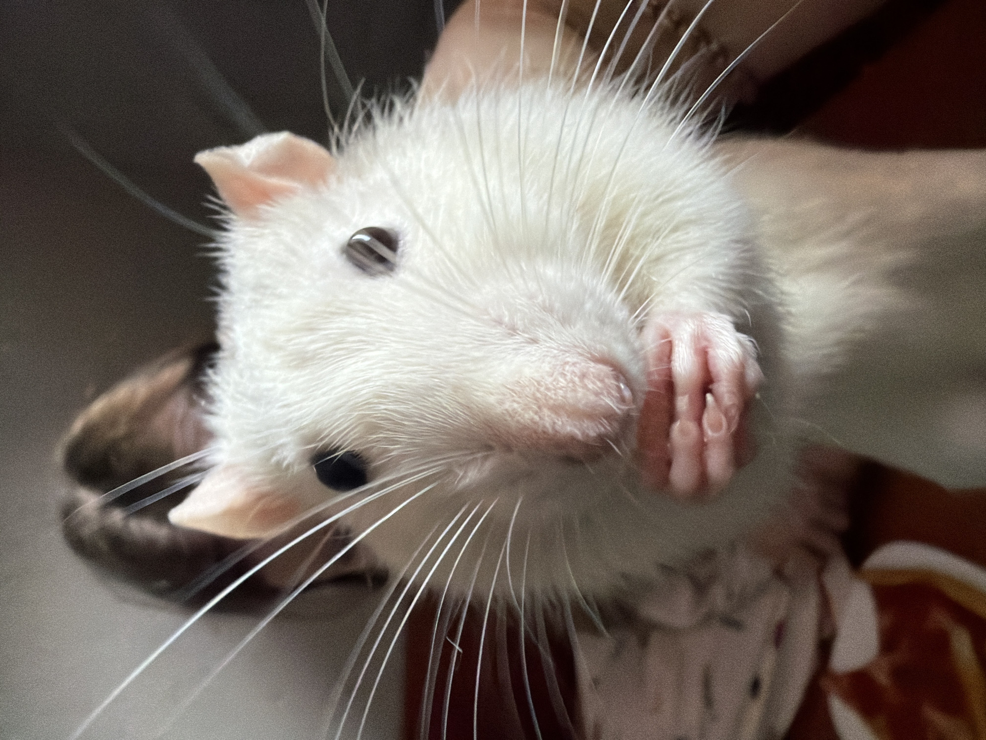 A close-up photograph shows a white rat with black eyes. The rat is holding its pink paw near its face. Long white whiskers extend from its snout. The background is blurred. The location of Markovo, Russia is not relevant to the image.