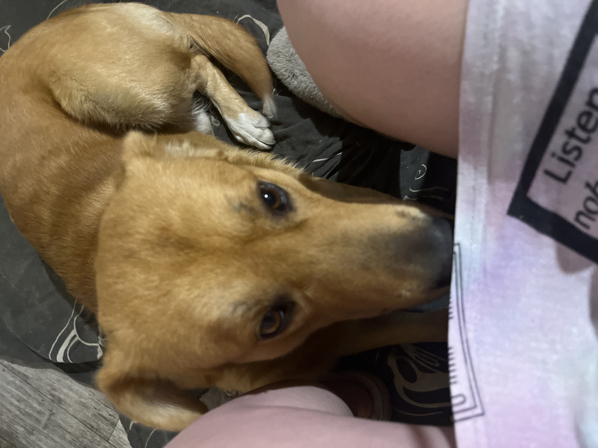 A close-up, high-angle shot depicts a golden-brown dog lying down. The dog is positioned near a person, whose knee and part of their shirt are visible. The shirt is light-colored with a dark graphic or text on it. The dog is lying on a gray, patterned blanket or sheet. The dog's head is closest to the camera, with its eyes open and looking upwards. The location appears to be indoors, based on the lighting and visible flooring. The scene does not appear to be in the city of Vesyoloye, Russia.