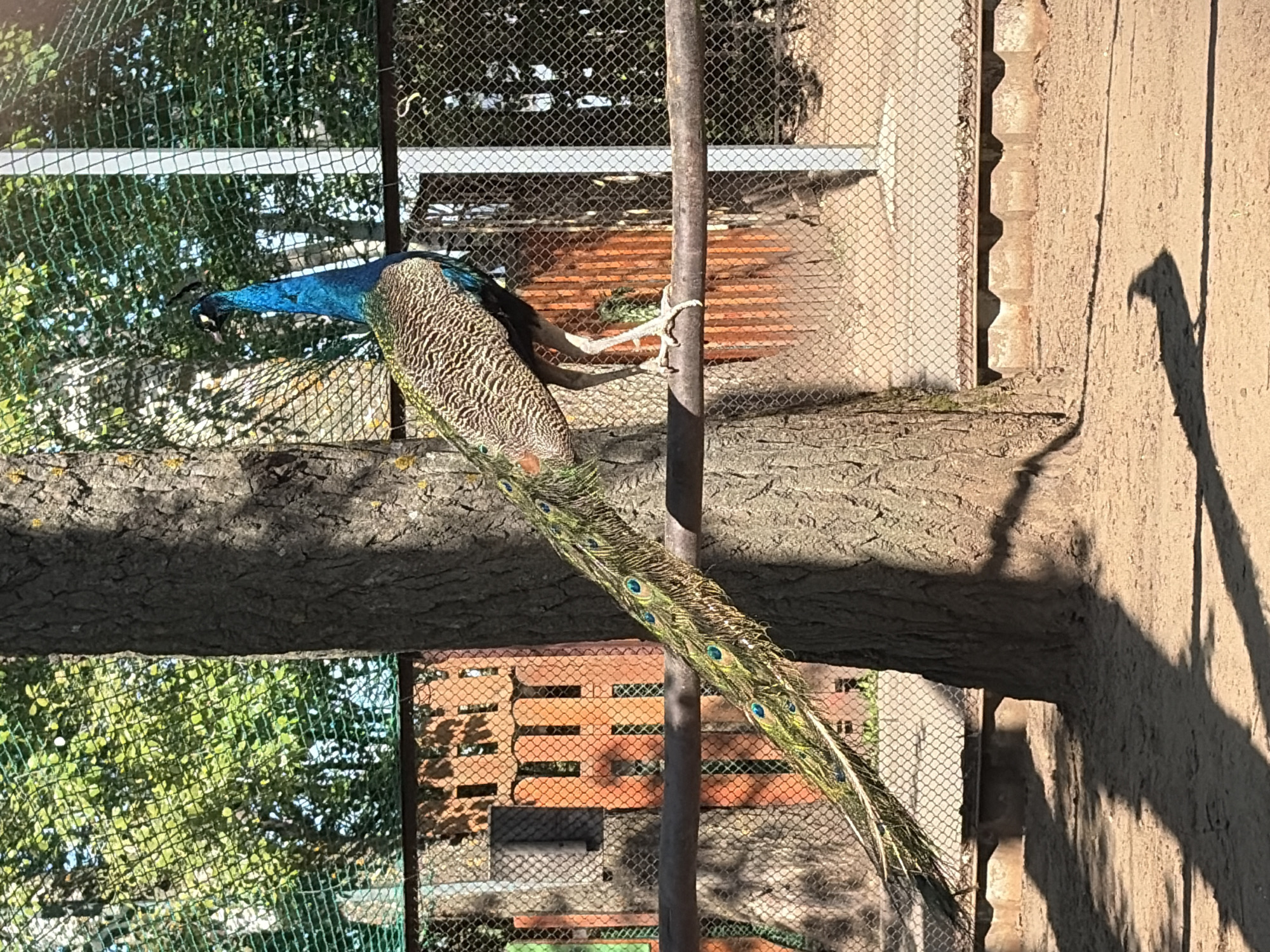 A peacock stands on a tree branch inside an enclosure at the Chaikovsky Zoo in the city of Chaikovsky, Russia. The peacock has a blue head and neck, patterned brown body, and long green and blue tail feathers. It holds onto a vertical pole with its feet. The enclosure is made of wire mesh and includes wooden structures and brick elements. The environment includes trees and a wall. The shadow of the peacock is visible on the wall.