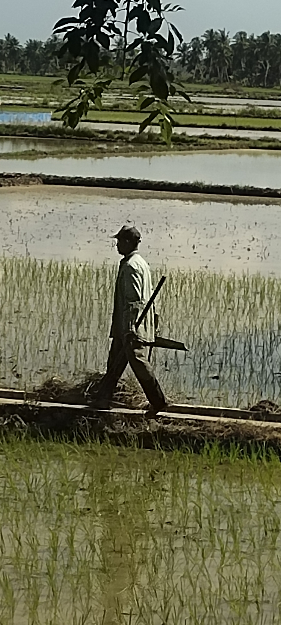 A full shot of a person walking on a narrow path through flooded rice paddies. The person is wearing a hat, a light-colored long-sleeved shirt, and dark pants. They are carrying a long, dark tool with a blade at one end. The rice paddies are filled with water, reflecting the sky and the surrounding greenery. In the background, there are more rice paddies and a line of palm trees. The scene appears to be in a rural, agricultural area. The image is taken from a side profile of the person walking.