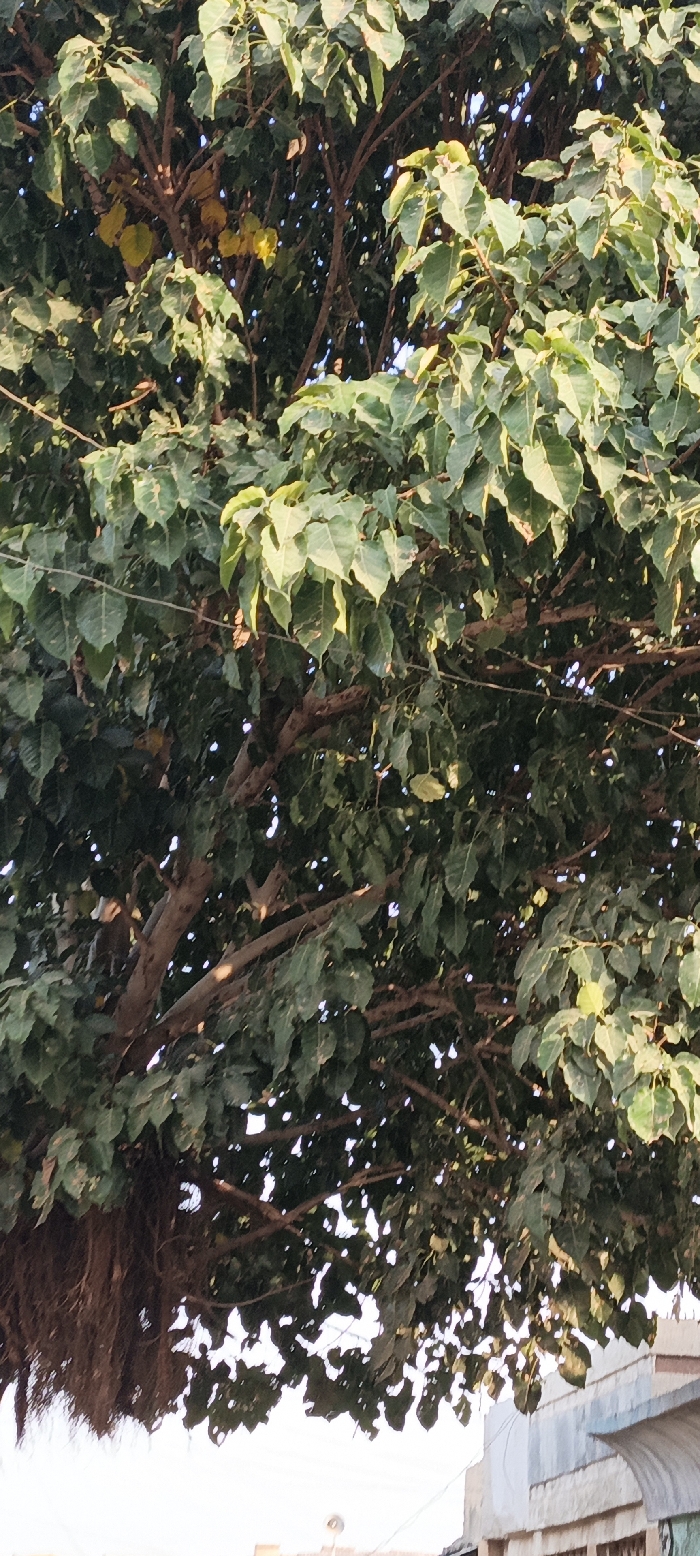 This vertical image displays a vibrant, dense canopy of a large tree, likely a Ficus species such as a Banyan or Peepal, given the visible thick branches and prominent aerial roots hanging from the lower left side. The tree is abundant with green, heart-shaped leaves, though some scattered leaves within the canopy show a yellowish hue, indicating natural variation or age. Sunlight filters through the foliage, creating bright highlights on many of the leaves and illuminating parts of the branches, suggesting either early morning or late afternoon.
The upper two-thirds of the frame are dominated by the intricate network of leaves and branches. Below the tree, a bright, clear sky is visible. In the bottom right corner, a segment of a light-colored building can be seen, characterized by its light blue and white facade and distinct architectural lines. A corrugated metal awning or roof structure extends from the building. A thin, dark wire or cable runs horizontally across the lower part of the image, passing near the building.
The scene depicts an outdoor setting, likely in an urban or semi-urban area within Kaura Goje, Nigeria. There are no people or specific activities taking place. The overall impression is one of natural tranquility amidst a built environment under clear, sunny weather conditions. No text is visible in the image.