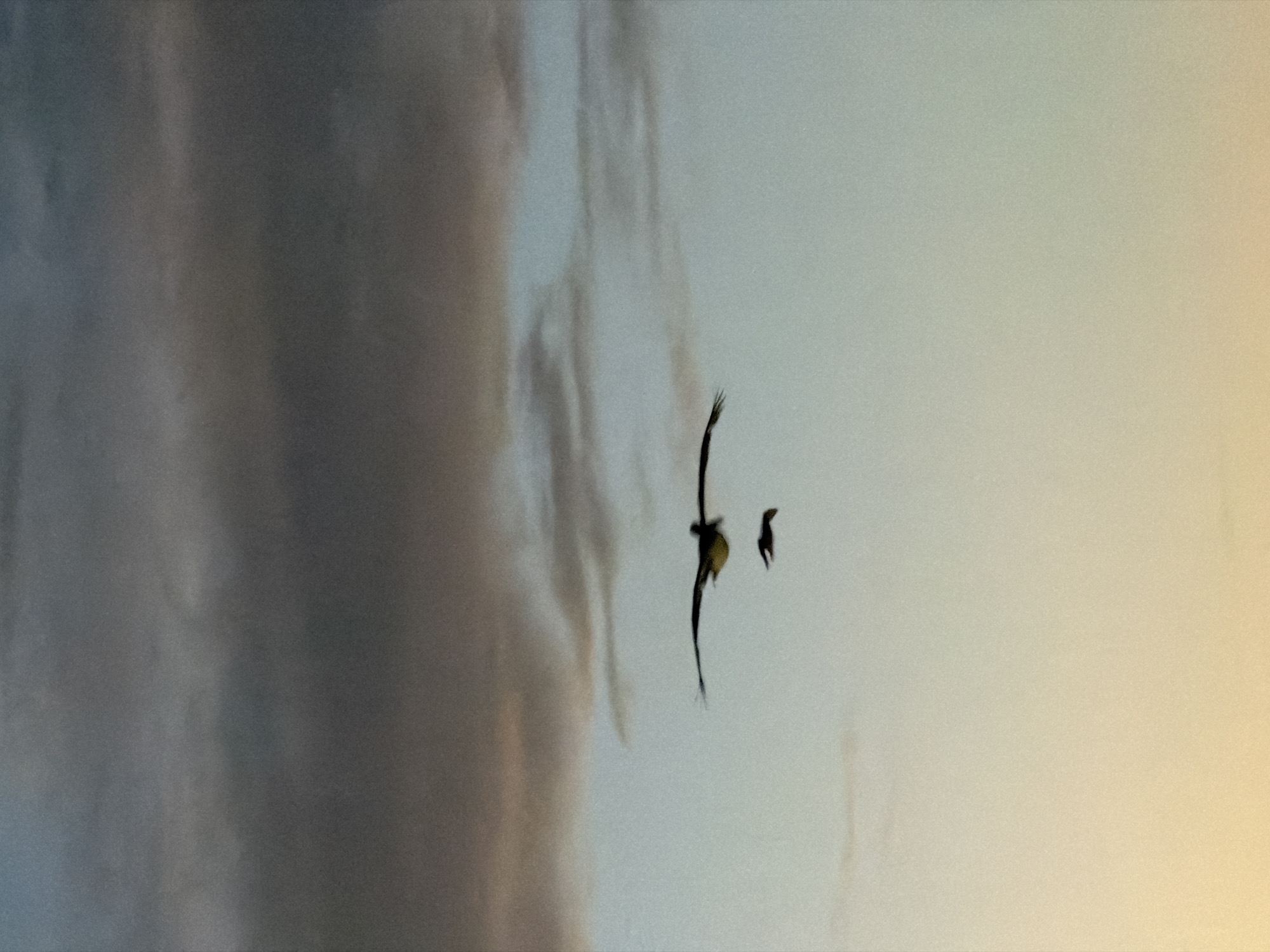 A medium shot captures two birds in flight against a backdrop of clouds transitioning from dark gray to light gray and pale yellow. The bird on the left is larger with wings extended upward, and the smaller bird is positioned slightly to the right. The orientation of the photo appears to be rotated 90 degrees counterclockwise. The location is Unknown, Unknown.