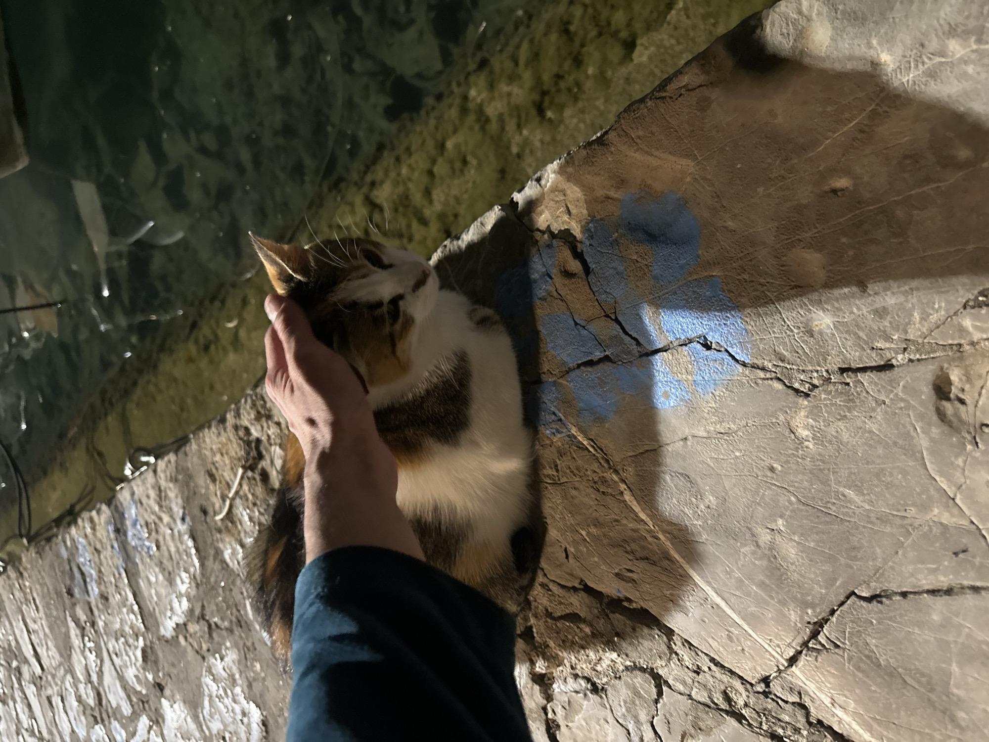 A person's hand pets a calico cat on a concrete ledge. The concrete is cracked and marked with blue paint. To the left of the ledge is water. The location is Budva, Montenegro.