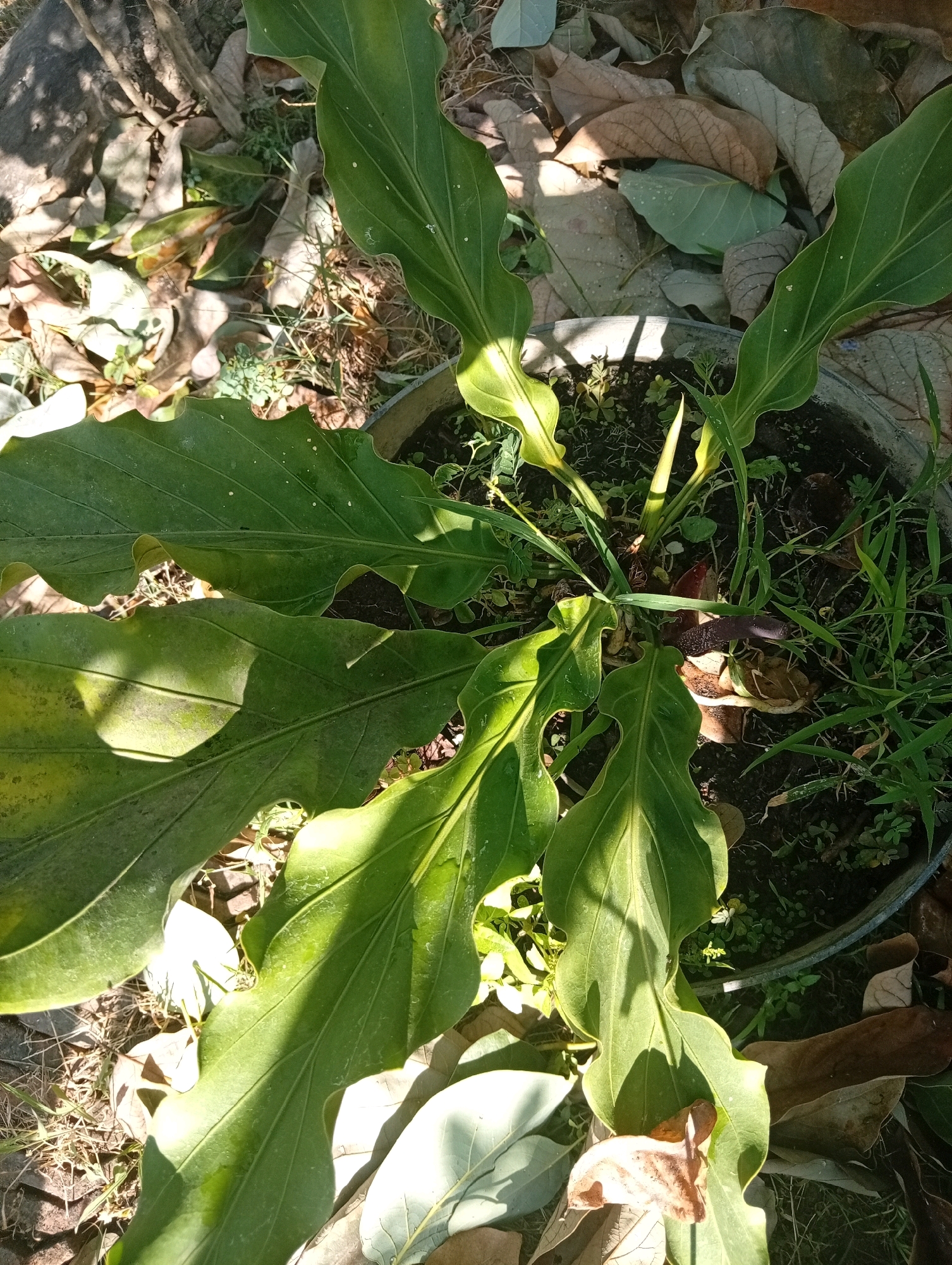 An overhead shot shows a potted Anthurium plant with large, glossy green leaves, some of which are partially obscured by fallen brown leaves. The pot is surrounded by dry leaves and sparse green grass, suggesting an outdoor setting. The scene appears to be in a residential area in Kediri City, Indonesia, likely a garden or yard. No people or animals are visible in the image.