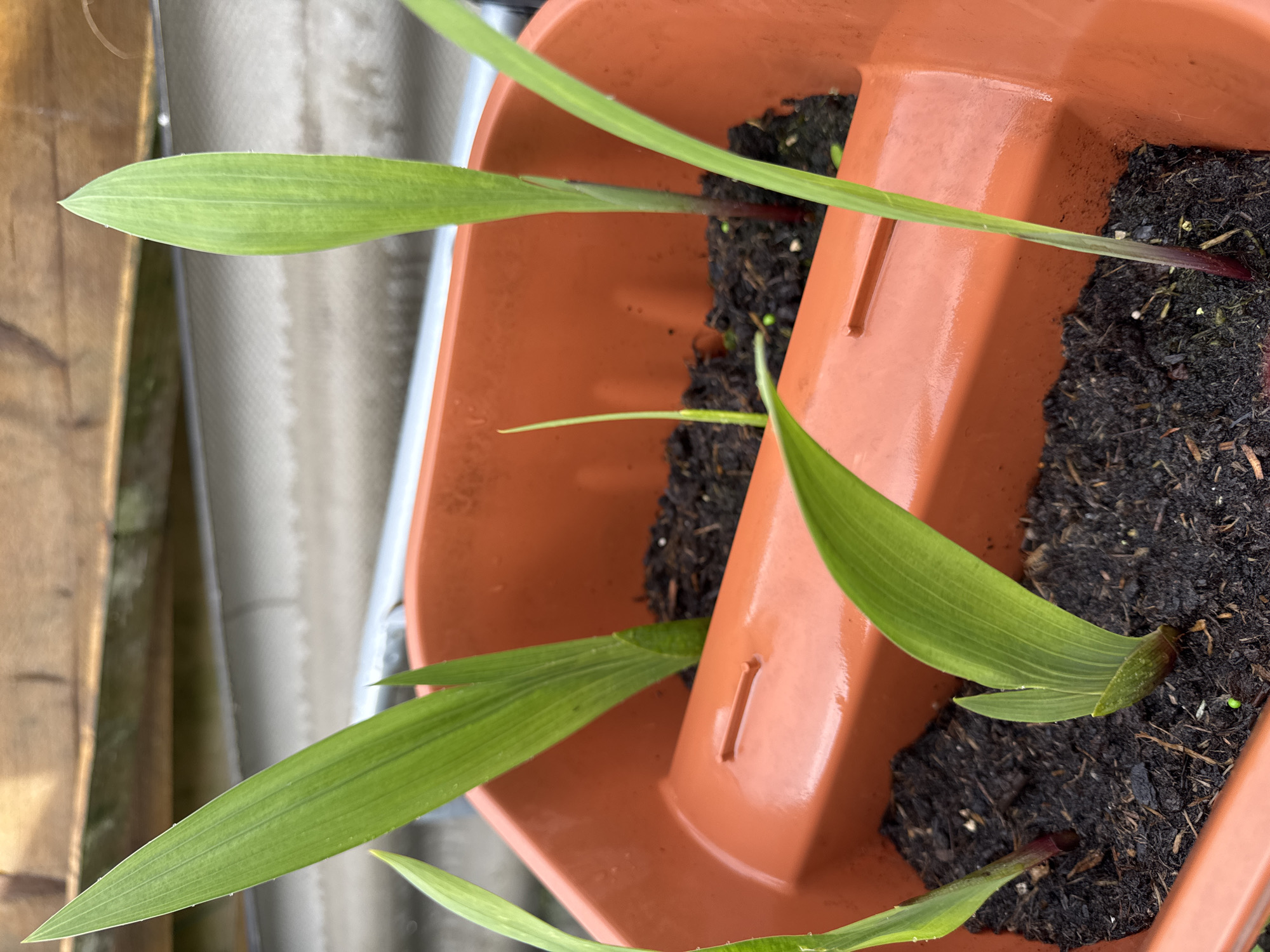 A close-up shot shows several young corn seedlings growing in a brown plastic planter. The planter is filled with dark soil, and the seedlings have bright green, slender leaves with visible veins. Some of the seedlings exhibit a reddish-purple hue at their base. The background is blurred, but suggests an outdoor setting with wooden planks and a metallic pipe visible. The lighting is natural, indicating it is daytime.