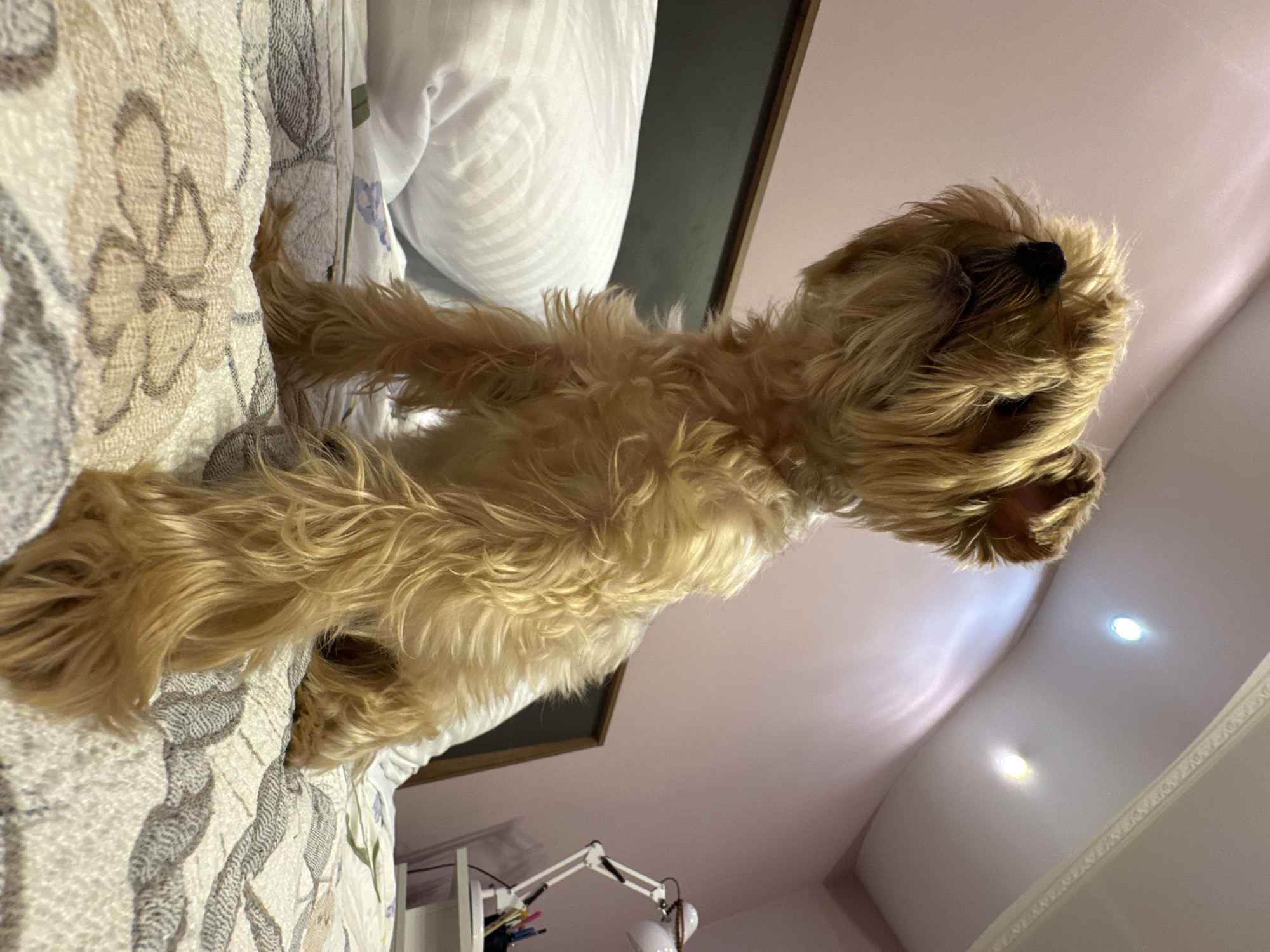A small, light brown, shaggy dog sits on a bed, looking upwards and to the left. The dog's fur is long and somewhat unkempt. The bed has a patterned comforter and white pillows. Behind the bed is a headboard. In the background, a wall is painted a soft pink, and the ceiling has recessed lighting. To the right, a white desk with a desk lamp and writing utensils is visible. The scene appears to be indoors, likely in a bedroom. There is no indication of the city of Almaty, Kazakhstan.