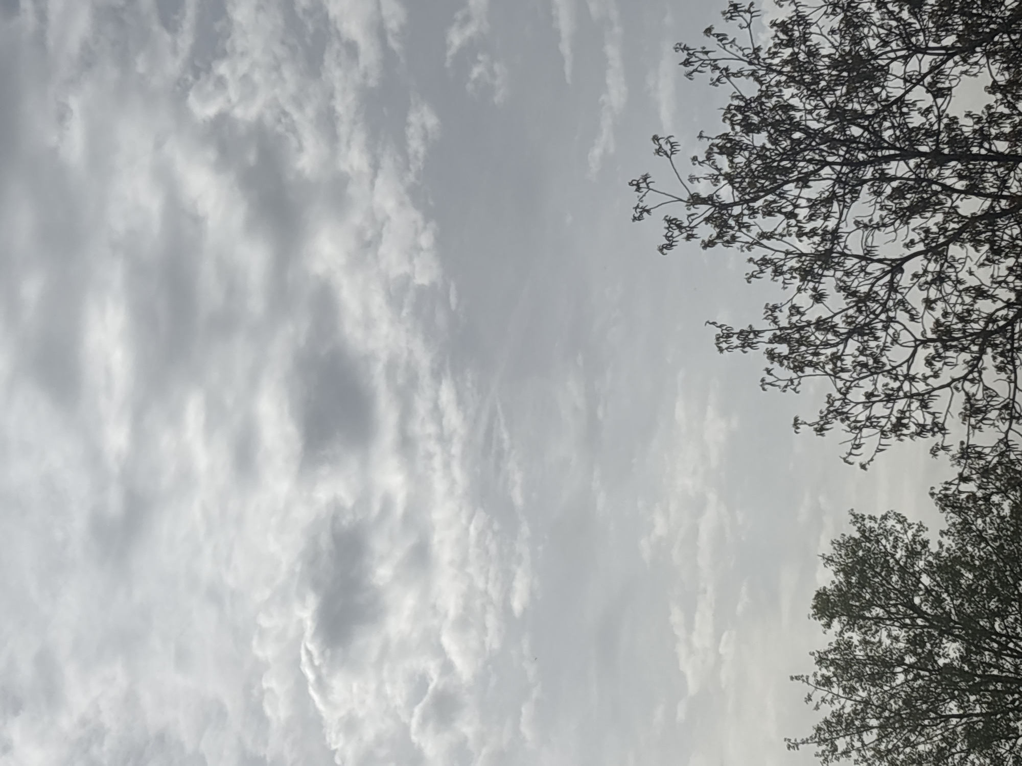 The image depicts a cloudy sky with tree branches visible in the upper right and lower right corners. The clouds are predominantly white and gray, creating a textured appearance. The tree branches appear dark against the light sky. The location is unspecified and cannot be determined from the visual content of the image. There is no identifiable information about the city of Selyanin, Bulgaria, or any specific location within it. The scene contains no people, actions, or interactions.