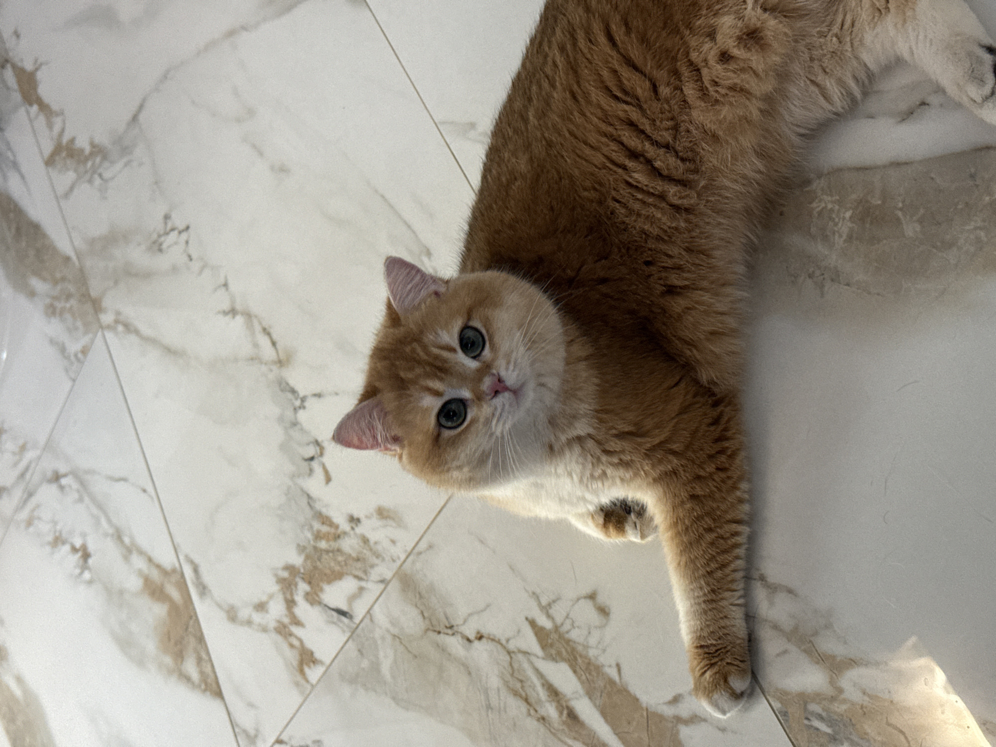 A light orange cat lies on a marble floor. The cat is positioned diagonally in the frame, its head facing the camera. The cat's fur is dense and fluffy. Its eyes are green and wide. The floor has a white base with brown and gray veining. The veining creates a marble pattern with various lines and shapes throughout. The lighting is bright, casting a slightly reflective sheen on the floor. It is unknown if this image was taken in the city of Молодёжный, Russia.