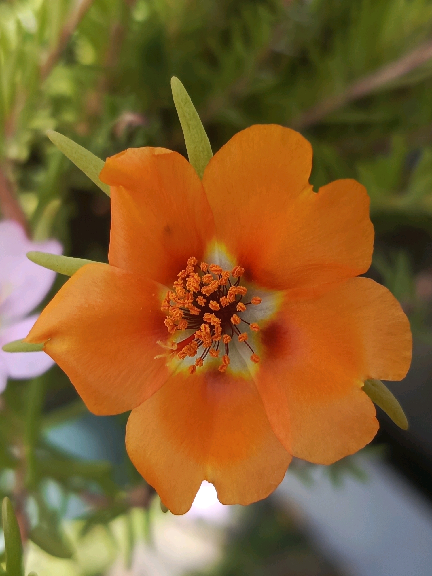 A close-up, top-down shot focuses on a bright orange flower with delicate petals. The flower's center is adorned with a cluster of orange stamens, each tipped with a tiny yellow speck. The petals are slightly curled at the edges, and some have a subtle wave-like texture. Surrounding the central stamens is a ring of white, which transitions to a faint red hue deeper within the flower. Two small, pointed green leaves emerge from behind the petals. The background is a soft blur of greens, suggesting foliage, with a hint of a pale pink flower on the left side and a gray, out-of-focus area on the right. The lighting is bright, highlighting the vibrant color of the orange petals.