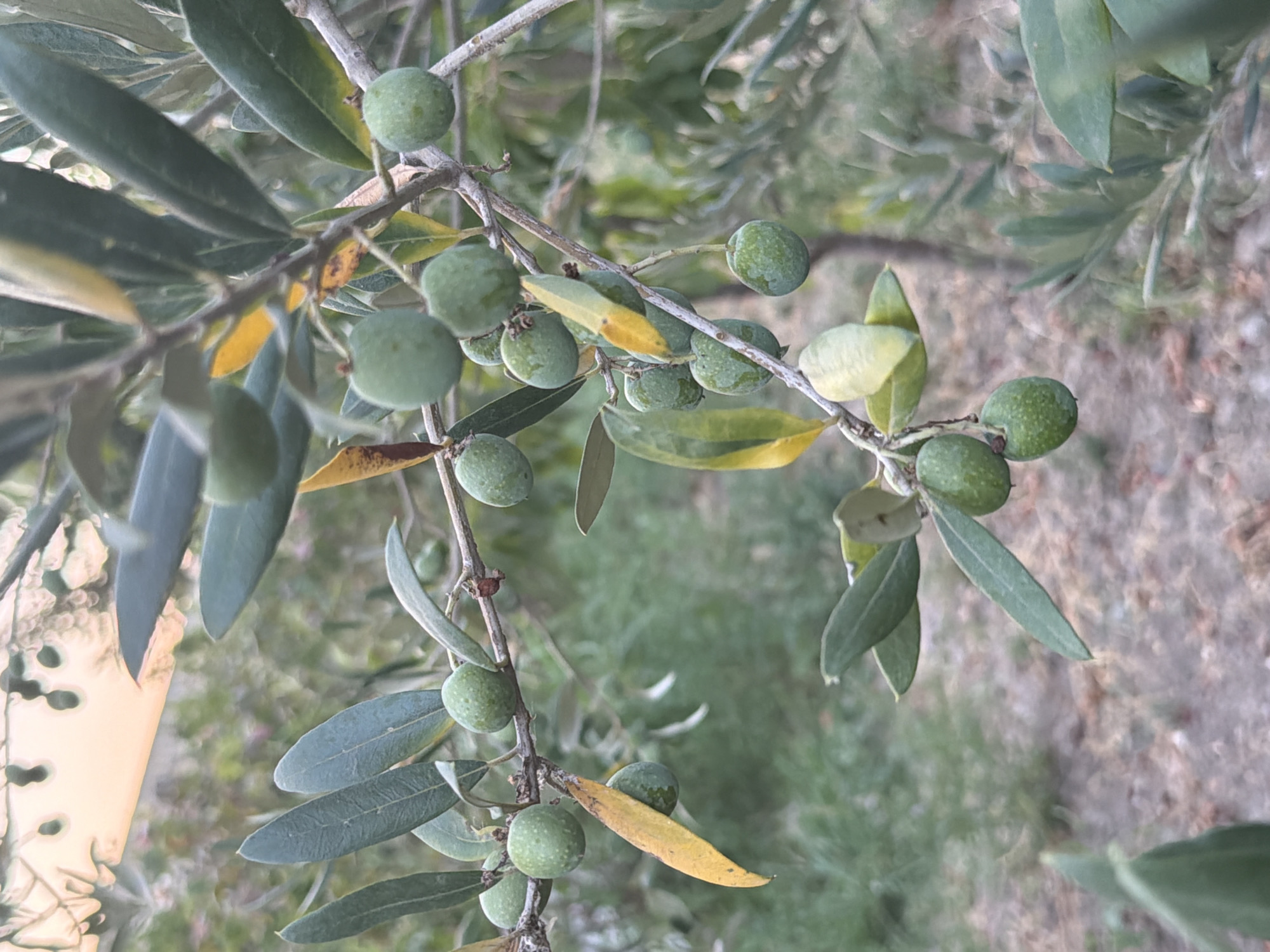 This is a close-up, eye-level, outdoor photograph of an olive tree branch bearing numerous green olives. The olives are small, round, and clustered together along the branch. Some leaves on the branch are green and elongated, while others are yellow and appear to be decaying or nearing the end of their life cycle. The background is softly blurred, suggesting a natural, possibly agricultural, setting. The ground beneath the tree is visible as dry earth with some sparse vegetation. The lighting suggests it is daytime, possibly late afternoon or early morning given the warm, soft illumination of the upper portion of the image, which may indicate the sky or a bright light source. There are no people or animals present in the image. The location is identified as Sabirabad, Azerbaijan.