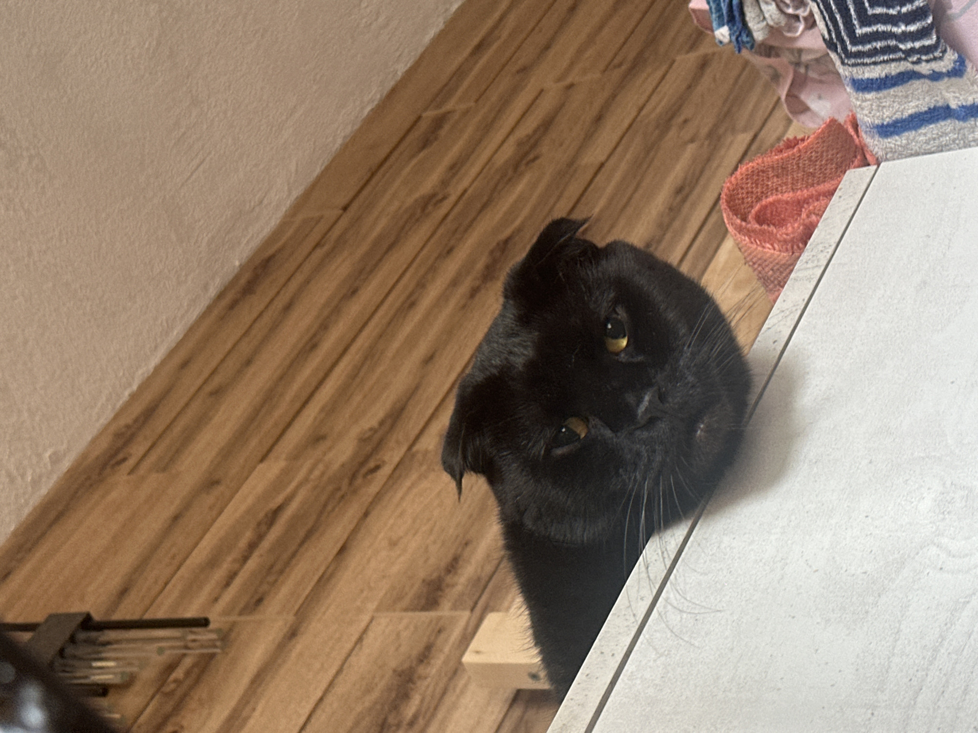 A black cat with folded ears and yellow eyes rests its head on a white surface, looking towards the camera. The cat's body is mostly obscured, but its face and front portion are visible. Behind the cat, a wooden paneled wall is visible, with a light-colored ceiling above. To the right of the cat, a pile of colorful fabrics, possibly towels or blankets, is stacked on another surface. The scene appears to be indoors, in a domestic setting, with no indication of the city of Snt Del'fin, Russia. The lighting is natural, casting shadows on the white surface.