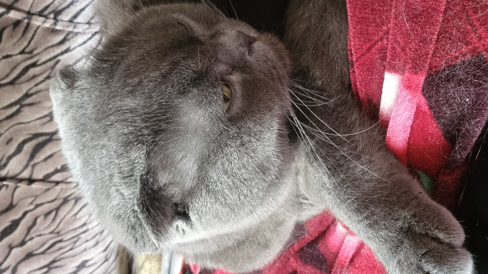 A close-up, vertical, eye-level shot shows a grey Scottish Fold cat lying down. The cat's head is tilted to the right, with its eyes partially closed and its ears folded forward. Its left paw is resting on a red and black plaid blanket. The background features a blurry, striped pattern, possibly a sofa. The image's origin is unknown, and there is no information about its location in Vysokoe, Russia.