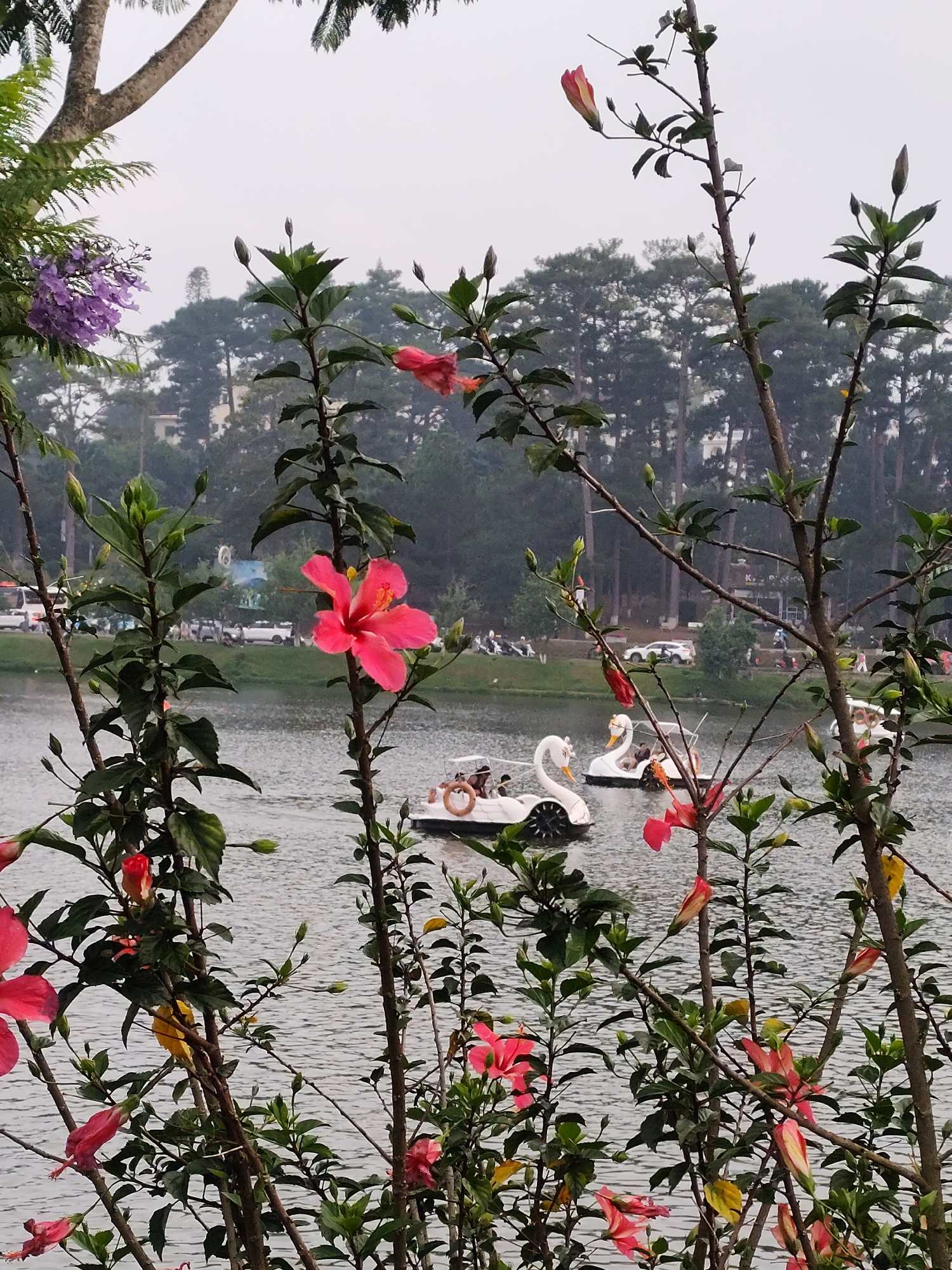 The image shows a lake scene in Da Lat, Vietnam, framed by blooming hibiscus plants in the foreground. The lake contains several swan-shaped paddle boats, each carrying people, suggesting a recreational activity. The background reveals a treeline of pine trees, characteristic of Da Lat, and a road with parked vehicles and pedestrians indicating the vicinity of urban elements. The sky appears overcast, casting soft, diffused light over the scene.