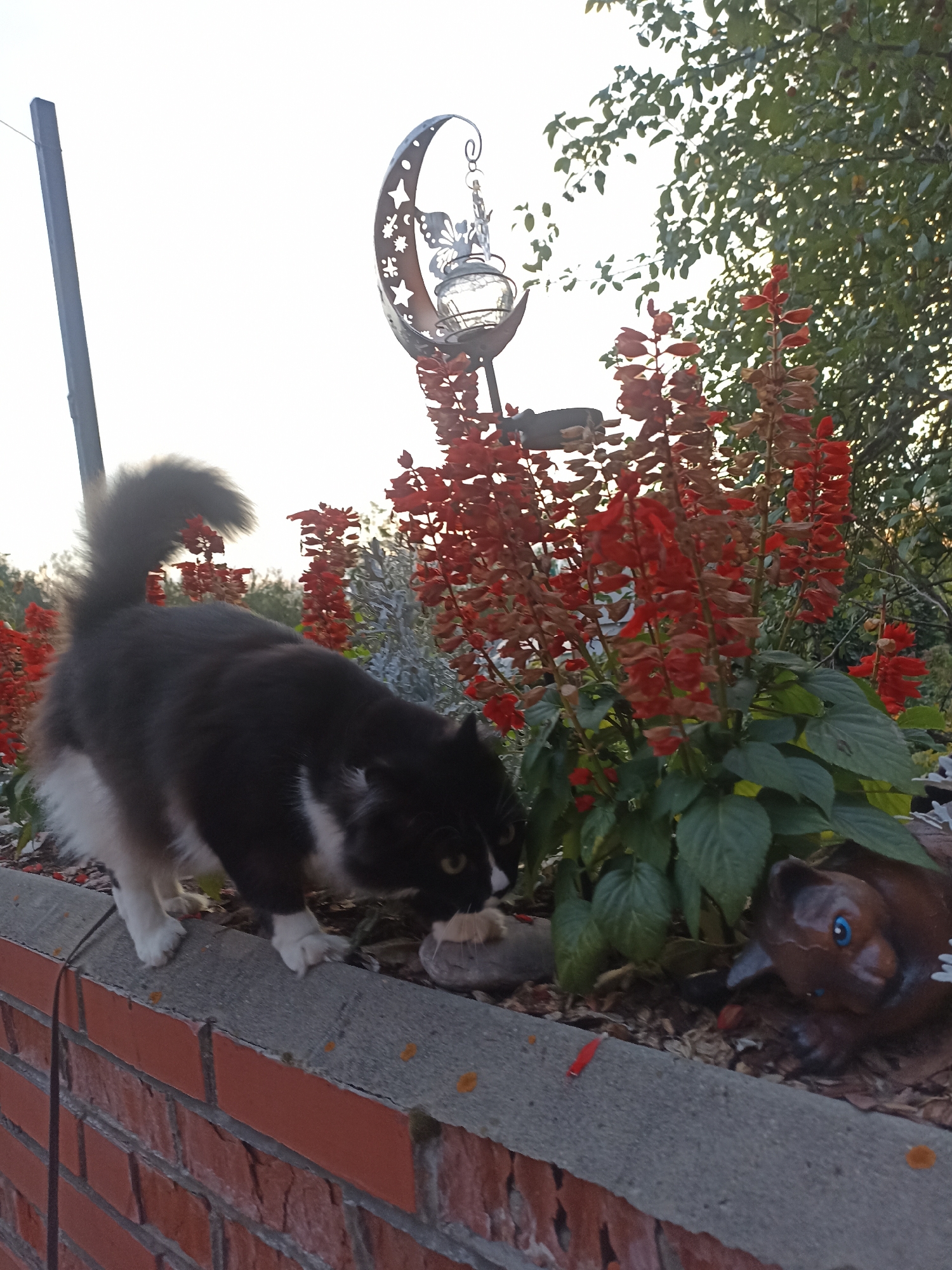 The image depicts a black and white cat on a red brick wall in what appears to be a garden setting. The cat is in the process of sniffing a small stone. Behind the cat, there are red flowers and green foliage. A decorative garden ornament, shaped like a crescent moon with stars and a lantern, is visible above the flowers. To the right, a brown ceramic ornament resembling a cat with blue eyes is also present in the garden. The background shows green leaves of a tree and a bright sky. The location is described as being in the city of Mochische, Russia.