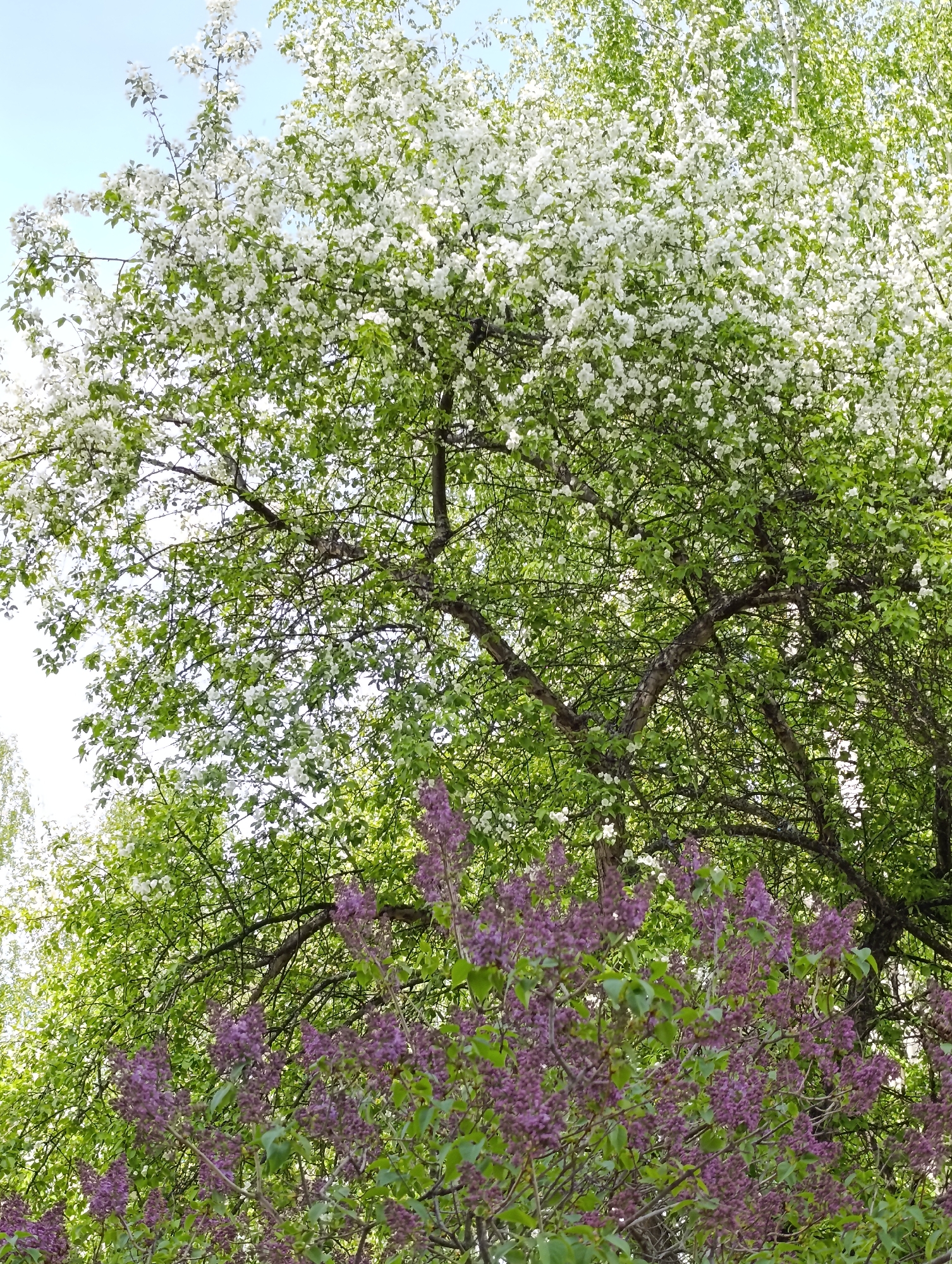The image shows a view looking up into a tree, with white blossoms at the top and purple lilacs below. The location is likely Chaikovsky, Russia. The scene is outdoors on a bright day. No people are visible. The subjects are the trees, with white blossoms and green leaves, and the lilac bush with purple flowers. The objects are the tree branches, leaves, and flower blossoms. No actions or interactions are explicitly visible. The environment is natural, with the focus on vegetation.