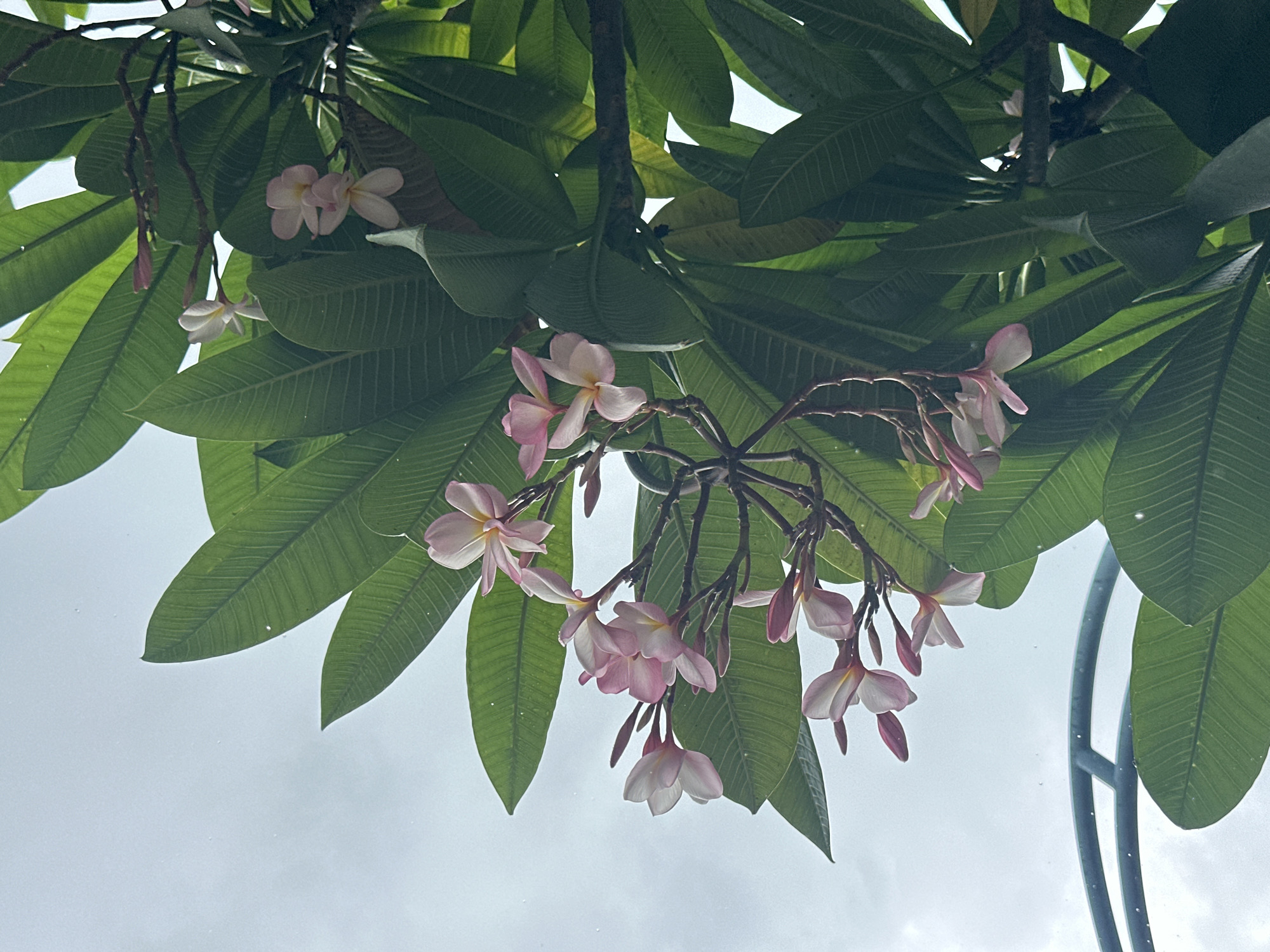 A low-angle, outdoor shot captures a cluster of pink and white Plumeria flowers blooming on a tree against a bright, overcast sky. Lush, green leaves surround the flowers, and a curved, blue metal structure is visible in the lower left corner. The scene appears to be a botanical garden or a natural setting within Phuket City Municipality, Thailand, suggested by the tropical flora. There are no people or animals present.