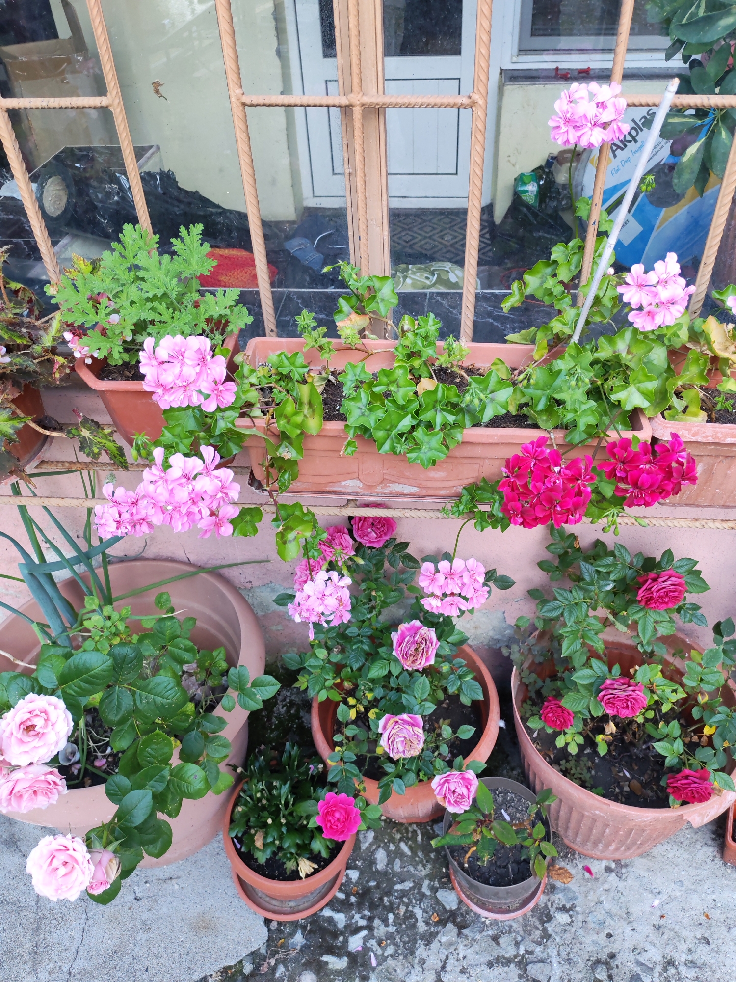 This image depicts a collection of potted flowering plants arranged in front of a window in Marinka, Bulgaria. The scene presents a concrete ground surface supporting several terracotta-colored pots, with additional rectangular planters positioned on a ledge directly below a window.
The window, featuring a white frame and multiple panes, is partially obscured by a decorative, light brown, woven-patterned metal security grille. Reflections within the window glass reveal interior objects, including a large black plastic bag, some blue textile, and a segment of a patterned floor mat. A small, dried organic object adheres to the upper-left pane of the window.
On the upper ledge, four rectangular terracotta-colored planters contain various foliage and flowering plants. From left to right, these include a plant with lobed green leaves (possibly a scented geranium), two distinct plants with rounded, ivy-like green leaves, and two clusters of light pink geranium flowers. One light pink geranium cluster is supported by a slender white stake. Below these, a trailing plant displays clusters of vibrant dark pink/magenta geranium flowers.
On the concrete ground below, several additional pots are arranged. To the far left, a large terracotta-colored pot holds plants with long, strap-like green leaves (resembling green onions) and a rose bush bearing three fully open light pink roses and one partially open bud, with some petals showing signs of fading. To its right, a smaller, dark brown pot contains a small, dark-leafed plant. Adjacent to these, a medium terracotta-colored pot displays a rose bush with four dark pink/magenta roses in various stages of bloom. To the far right, another terracotta-colored pot contains a rose bush with two open dark red/magenta roses. A very small terracotta-colored pot in the foreground contains a compact plant with glossy green leaves and a single bright pink flower.
The ground surface consists of concrete, exhibiting some staining and scattered debris, including small stones and fallen flower petals. A light peach-colored wall serves as the background directly behind the lower pots. No human figures or animals are present in the scene.