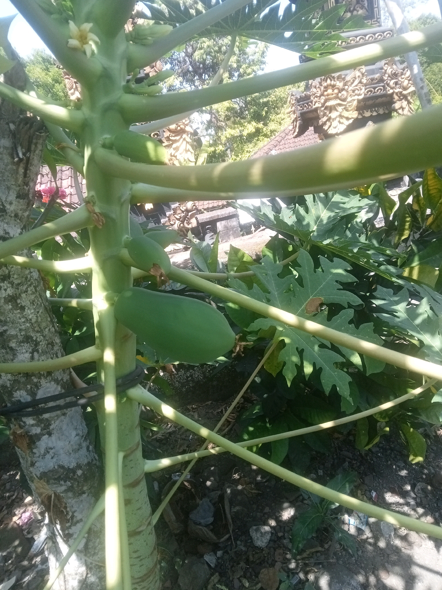 The image shows a close-up of a papaya tree. The tree has a thick, green trunk with horizontal branches extending outwards. Several green papayas are visible, some small and developing, others larger and more mature. There is also a small white flower on one of the upper branches. The background is blurred but suggests an outdoor environment with foliage and what appears to be a tiled roof with ornate architectural details, possibly a building or temple. The lighting indicates it is daytime, with sunlight casting shadows.