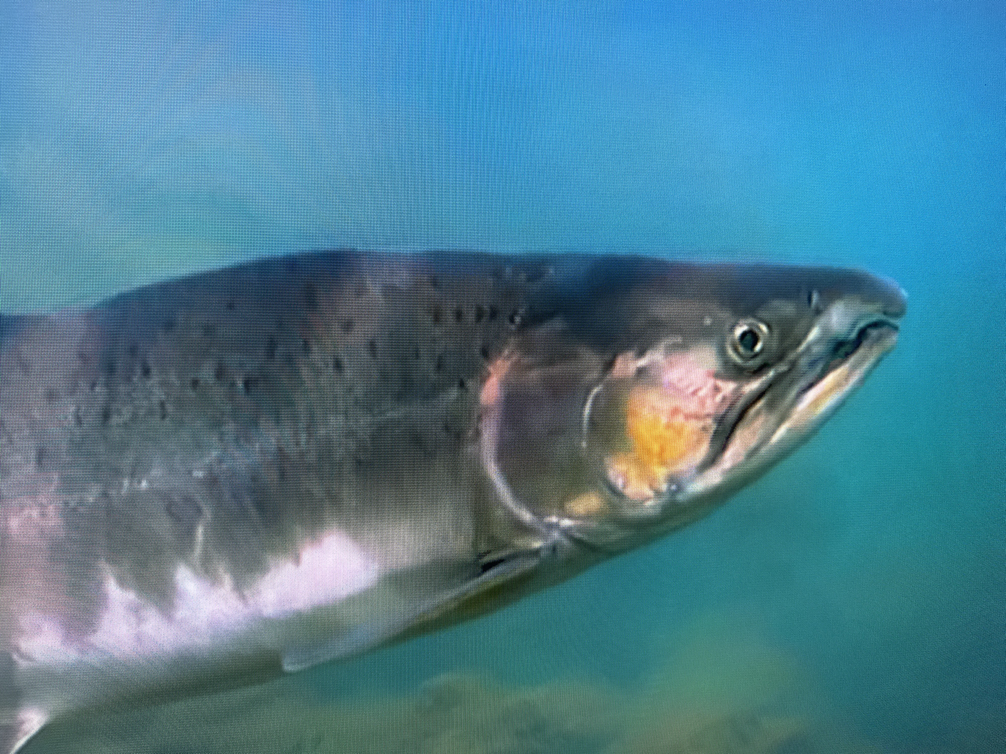 The image shows a close-up, side-view of a salmon swimming underwater. The salmon is predominantly silver and gray, with pink and orange markings on its gill cover. Its eye is visible and appears dark with a lighter iris. The background is a gradient of turquoise and blue water, with some blurry, darker shapes at the bottom, possibly indicating the seabed or aquatic plants. The image has a slightly pixelated quality, suggesting it may be a digital display or a photograph taken of a screen. The context of Krasnodar, Russia, does not appear to be directly represented in the visual content of the image itself; the scene is purely aquatic.