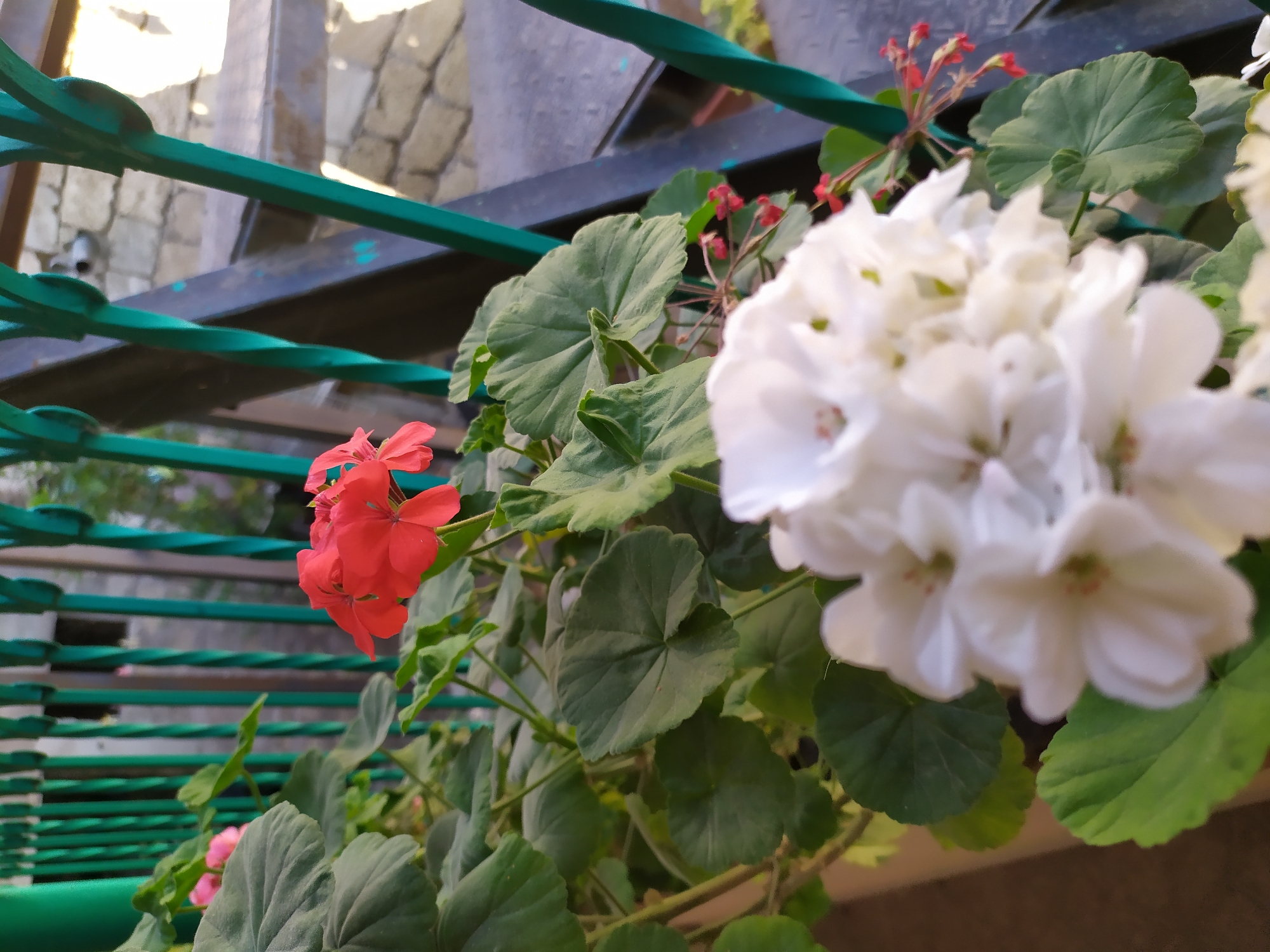 The image captures a close-up view of potted geraniums, featuring vibrant red and white blooms, interspersed with lush green leaves. The plants are situated behind a decorative green metal railing, which partially obstructs the background. Beyond the railing, a stone staircase and a building facade are visible, bathed in sunlight. The overall scene suggests an outdoor setting, likely a balcony or patio, with hints of an urban environment. The specific location in Bilajari, Azerbaijan, is not explicitly evident from the visual cues.