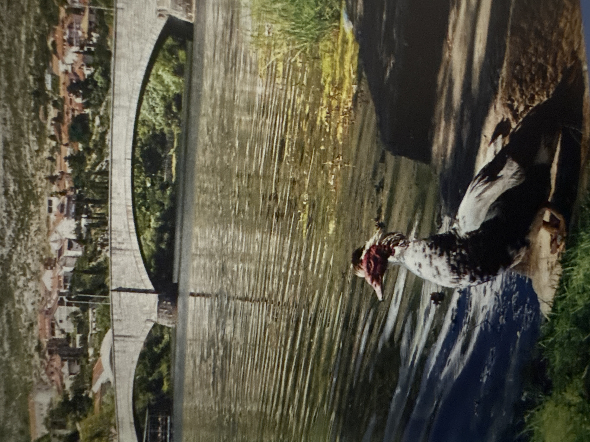 A Muscovy duck (Cairina moschata) with a mottled black and white body and a prominent red, caruncled face stands on the bank of the Neretva River in the foreground. The river's surface is rippled. In the mid-ground, the multi-arched Lučki most (Lučki Bridge), constructed of light-colored stone, spans the river. Beyond the bridge, the city of Mostar, Bosnia and Herzegovina, is visible, with numerous buildings featuring red-tiled roofs nestled into the lower slopes of a large, treeless hill. No individuals are present in the scene.