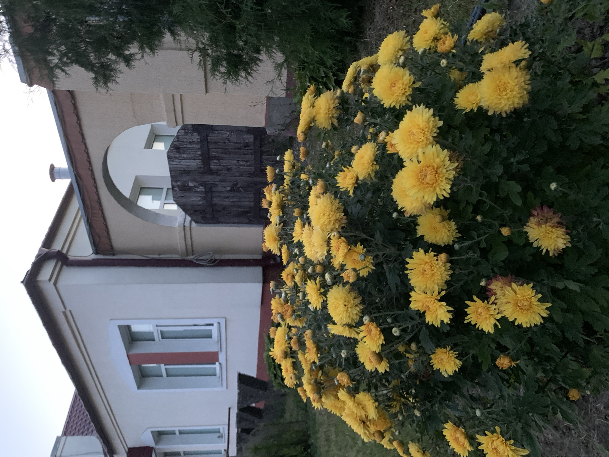 A bright yellow chrysanthemum bush is in the foreground, with a building and an archway in the background. The building is light beige with a red-tiled roof and a brown gutter. There are two windows visible on the building, both with white frames and red detailing on the inside. Behind the bush and to the right of the building is a dark wooden gate set within an archway. To the far right of the image, a tall, dark green evergreen tree is visible. The ground in front of the building and around the flowers is covered with grass and dirt. The scene appears to be outdoors, possibly in a garden or yard associated with the building. The location is identified as Kapyĺ, Belarus.