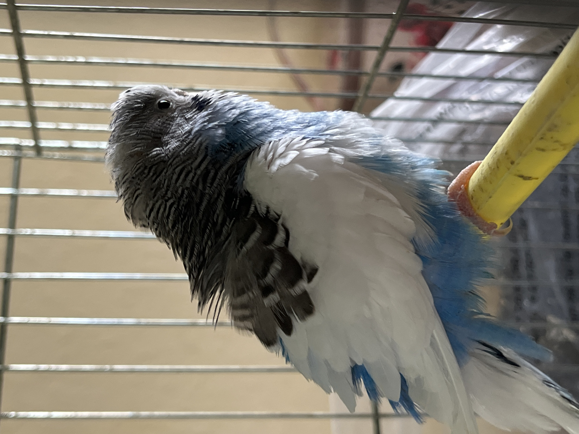 A close-up shot shows a budgerigar, predominantly grey with blue and white accents, perched on a yellow bar within a wire cage. The bird appears to be preening or adjusting its feathers. The background is a plain wall, and the cage is situated indoors. The location in Shumen, Bulgaria, is not discernible from the visual information in the image.