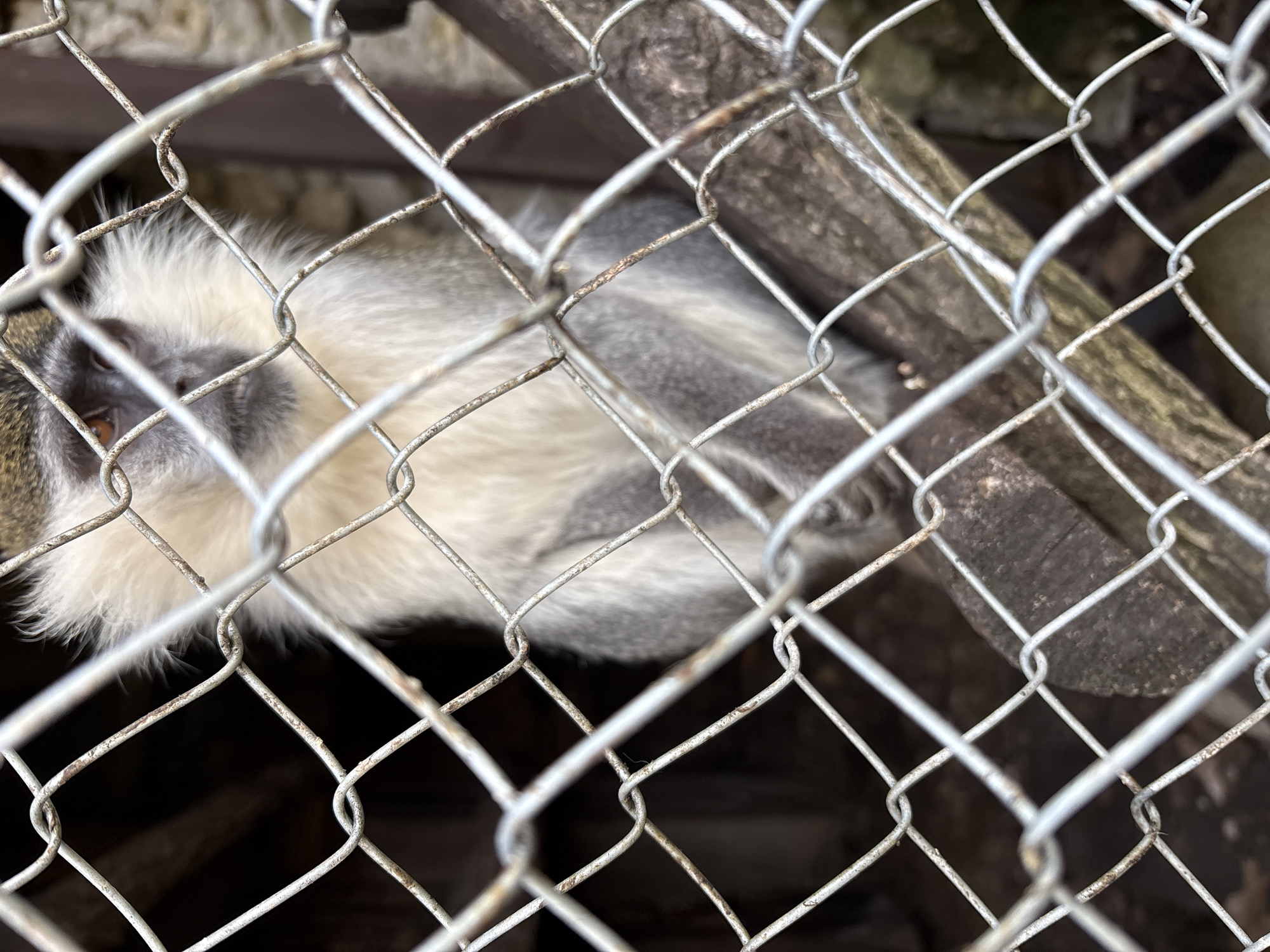 A monkey is seen behind a chain-link fence in Goritsa, Bulgaria. The monkey has white and grey fur and is positioned near a wooden branch. The background is dark and indistinct.