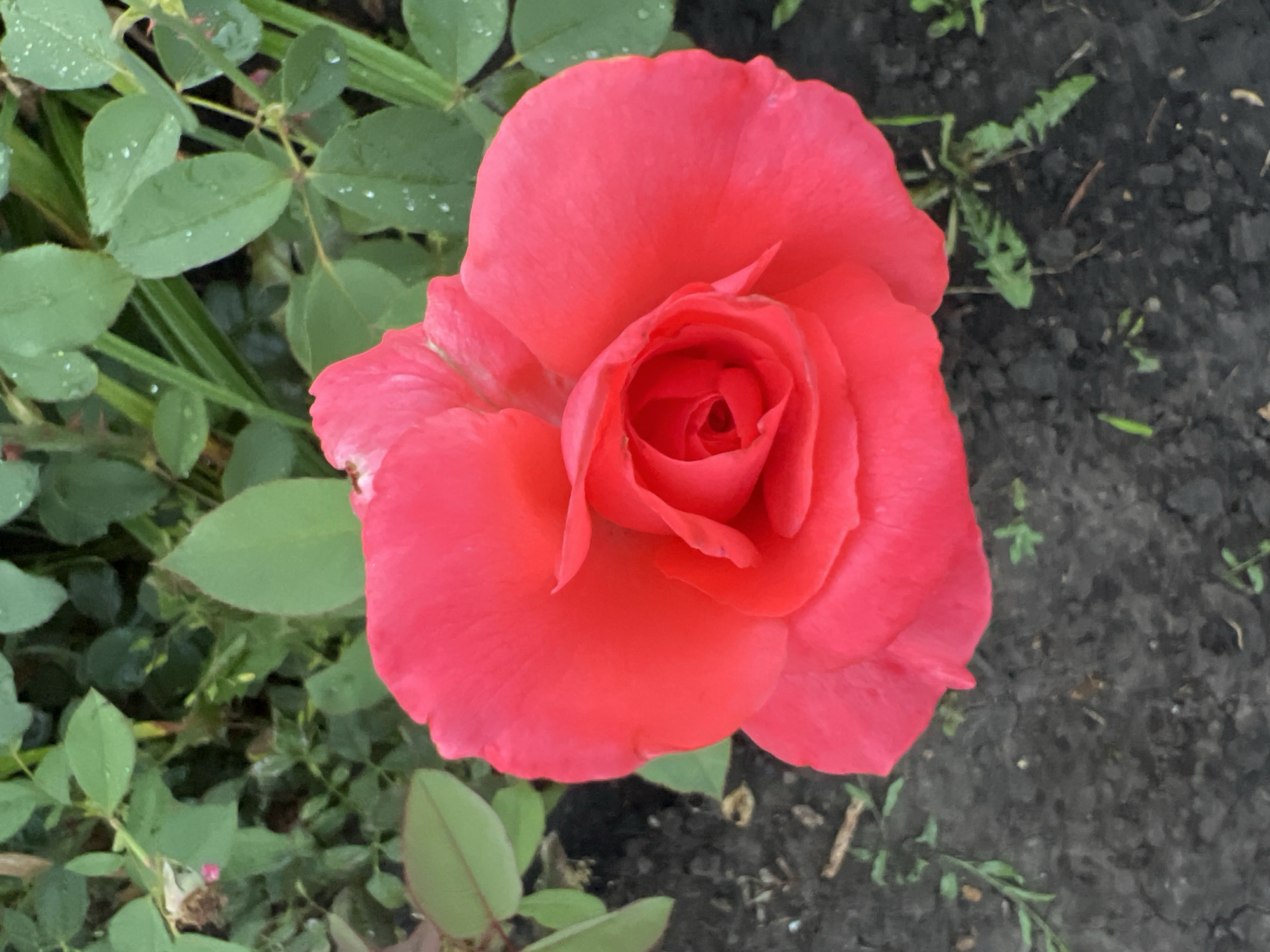 A close-up, high-angle shot captures a vibrant, fully bloomed red rose against a backdrop of green foliage and dark soil. The rose's petals are intricately layered, revealing a tightly furled center. Dewdrops are visible on some of the surrounding green leaves, suggesting a recent rain or morning mist. The soil appears damp and contains scattered green sprouts and dried debris. This image was taken in Lopatino, Russia.