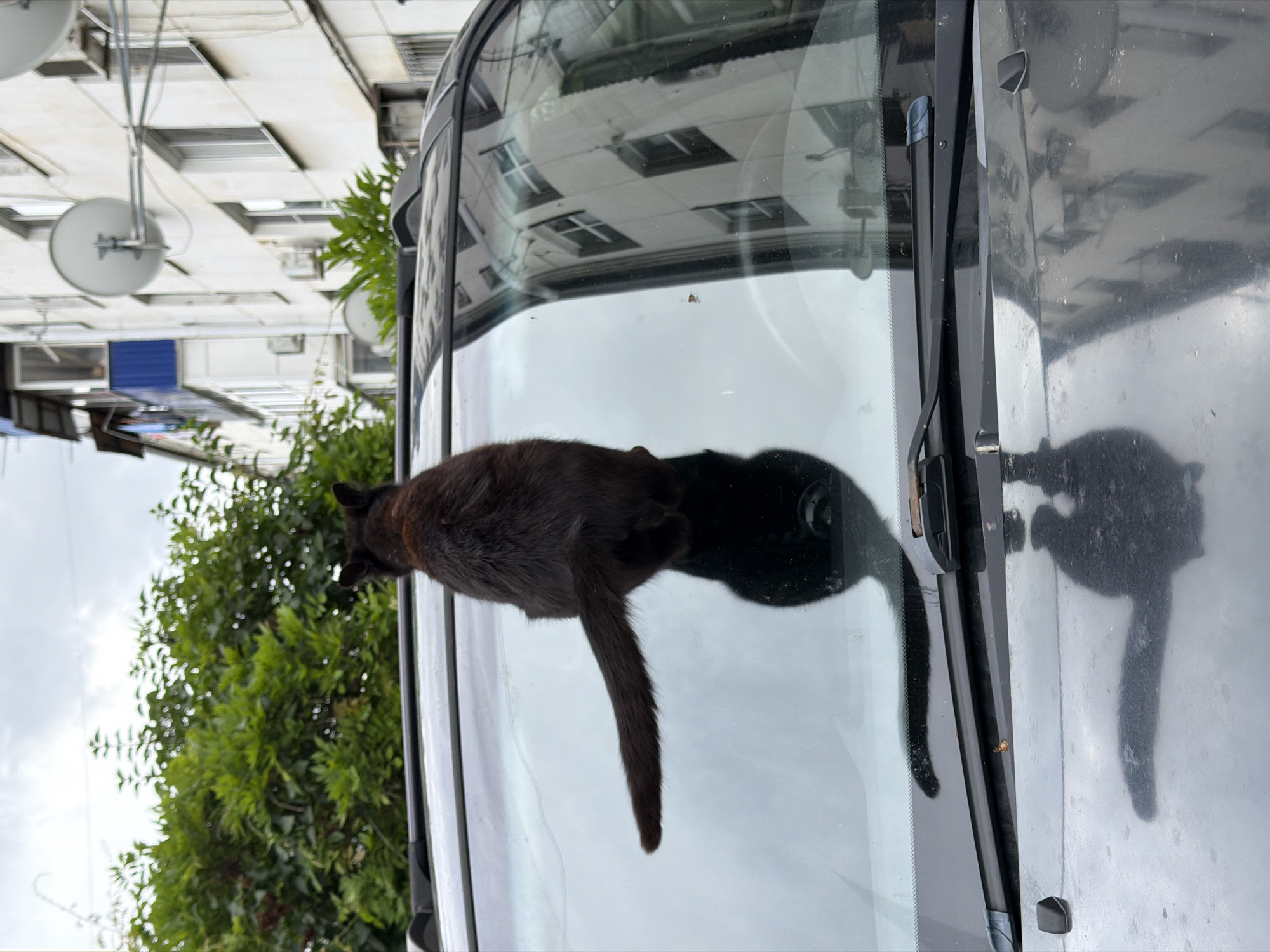 A black cat stands on the windshield of a parked vehicle. The vehicle is facing an apartment building that has at least three floors and multiple windows. There is a satellite dish on the building's exterior. Green trees are visible to the left of the vehicle, and the sky is overcast. The location may be in Beryozovy, Russia, judging by the reflection on the windshield.
