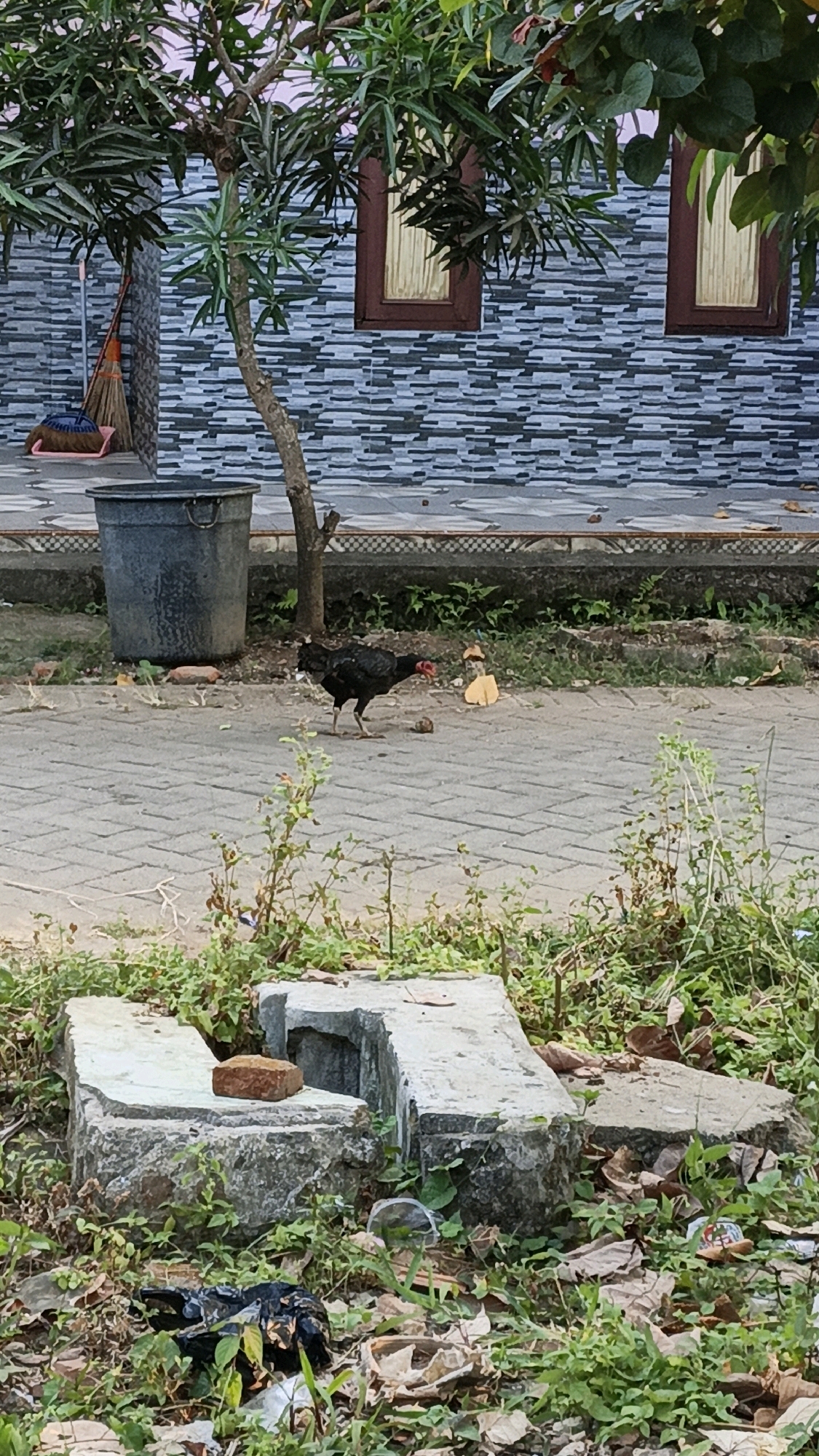 In Cikal, Indonesia, a black chicken with a red comb is walking on a paved pathway. The chicken is in the middle of the frame, with its body facing left. Behind the chicken, a large grey trash bin stands near a tree with green leaves. The background features a wall with a patterned tile design and two windows with brown frames and yellowish curtains. In the foreground, a broken concrete structure, possibly a seating area or planter, is visible, surrounded by overgrown grass and some scattered debris, including a black trash bag and a red brick. The overall scene appears to be an outdoor urban or semi-urban environment.