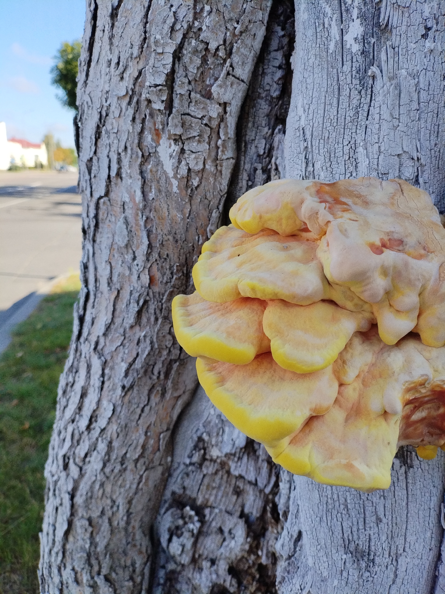 A bright yellow and white fungus grows on the side of a gray-barked tree. The tree's bark is rough and has deep vertical crevices. In the background, a blurred asphalt road runs parallel to a patch of green grass and a few out-of-focus buildings. The sky is visible in the upper left corner, appearing light blue with a hint of clouds. The fungus is fleshy and layered, with the top visible portions exhibiting a vibrant yellow hue that fades to white and orange towards the base. This image was captured in Bialynichy, Belarus.