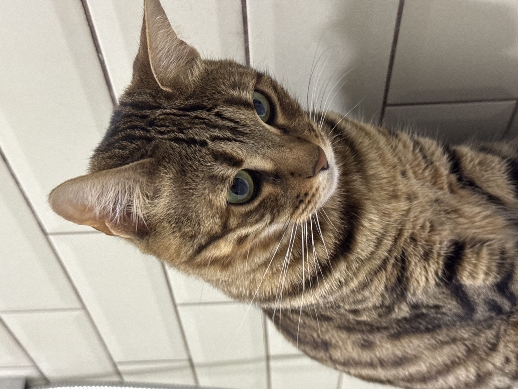 A close-up, high-angle shot depicts a brown tabby cat with green eyes. The cat's head is turned slightly to the right, with its whiskers clearly visible. The background consists of white, rectangular tiles with grey grout lines. The location within the city of Votkinsk, Russia is undetermined.