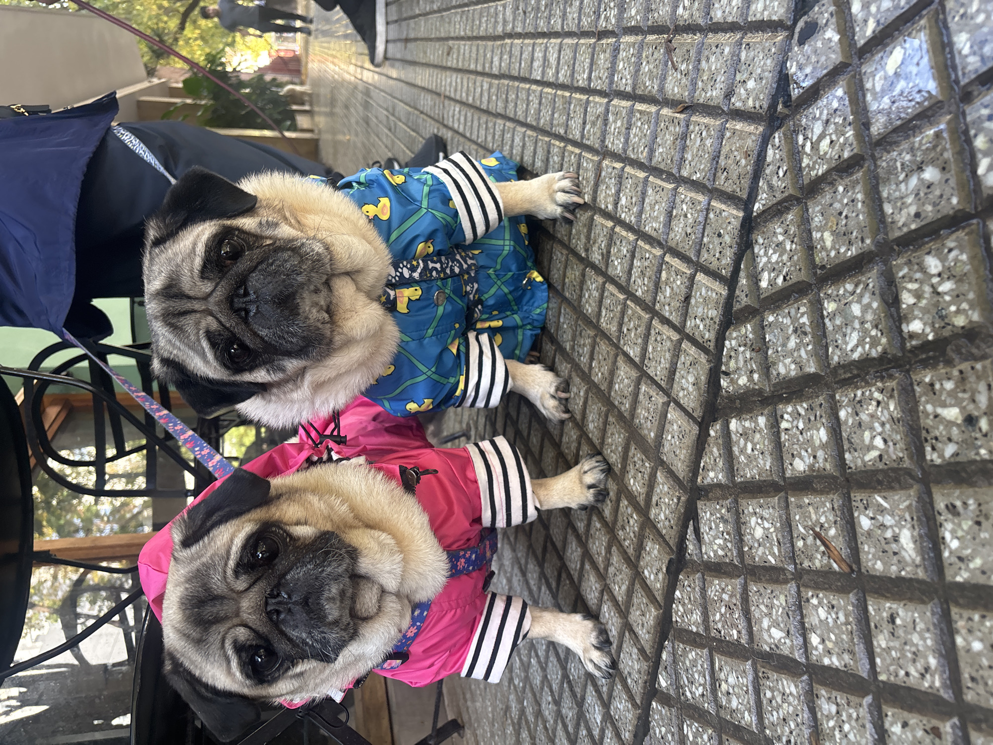Two pugs are the central subjects of this close-up, eye-level outdoor photograph. Both dogs have fawn-colored fur with characteristic black snouts and ears, and large, dark eyes, looking directly at the camera. The pug on the left wears a vibrant blue raincoat adorned with yellow duck patterns and blue grid lines, featuring stylish black and white striped cuffs. The pug on the right is dressed in a bright pink raincoat, also with matching black and white striped cuffs and a decorative floral or patterned belt-like detail around its waist. Both have parts of their leashes visible, suggesting they are on a walk.
They are positioned on a textured, grey sidewalk composed of small, square-shaped, speckled concrete or stone blocks, arranged in a grid pattern. A distinct curved joint or seam runs across the pavement in the foreground. The sidewalk surface appears somewhat reflective in areas, possibly indicating dampness. The background is blurred but shows hints of green foliage and other indistinct elements, suggesting an urban or suburban outdoor setting during the daytime, with natural light illuminating the scene. The pugs appear calm and attentive. No visible text is present in the image.