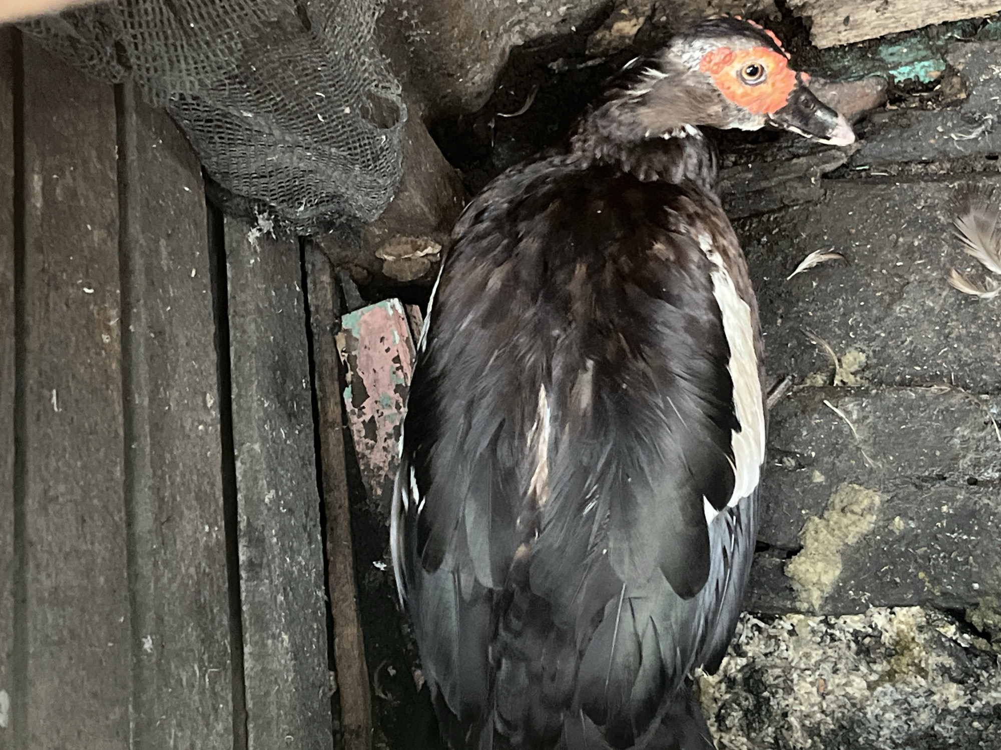 A dark-feathered Muscovy duck with a bright orange and black face is lying down in a wooden enclosure, its head turned to the right and its eyes open. The enclosure appears to be made of rough, weathered wooden planks and contains debris, including loose feathers and what looks like nesting material. A piece of black mesh netting is visible in the upper right corner. The environment suggests an outdoor or partially enclosed space, possibly a coop or a makeshift shelter. There are no people or other animals visible in the image. The scene is captured from a top-down perspective. The location is stated as Meliau Hulu, Indonesia.